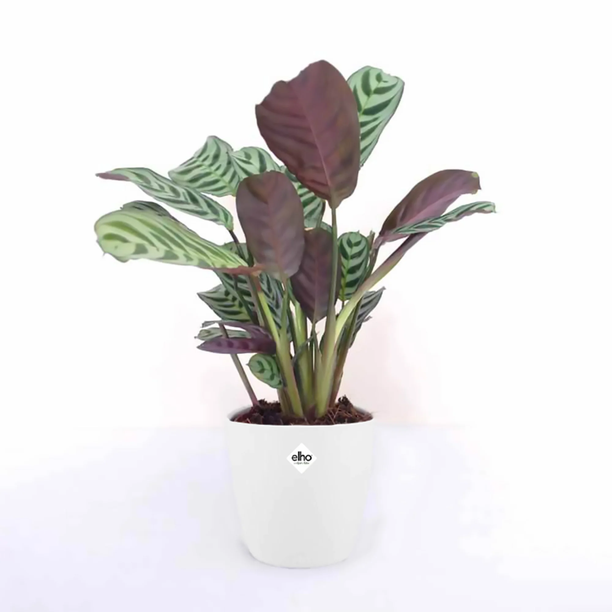 Ctenanthe Burle-marxii incl. witte sierpot - Image 3
