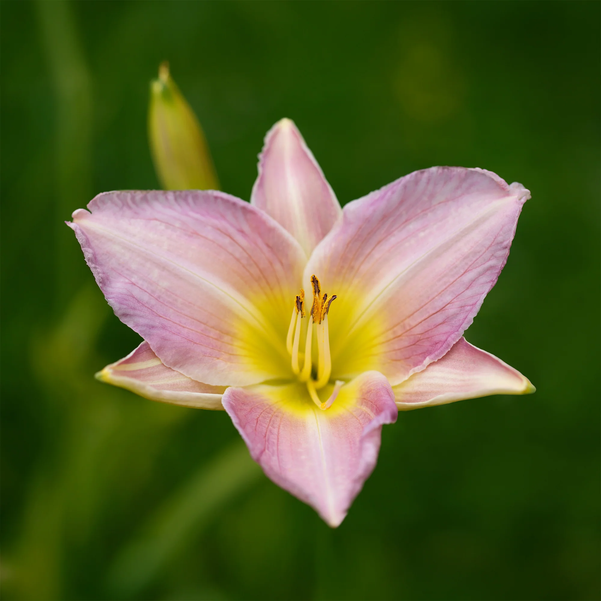 Daglelie 'Catherine Woodbery' - Image 2