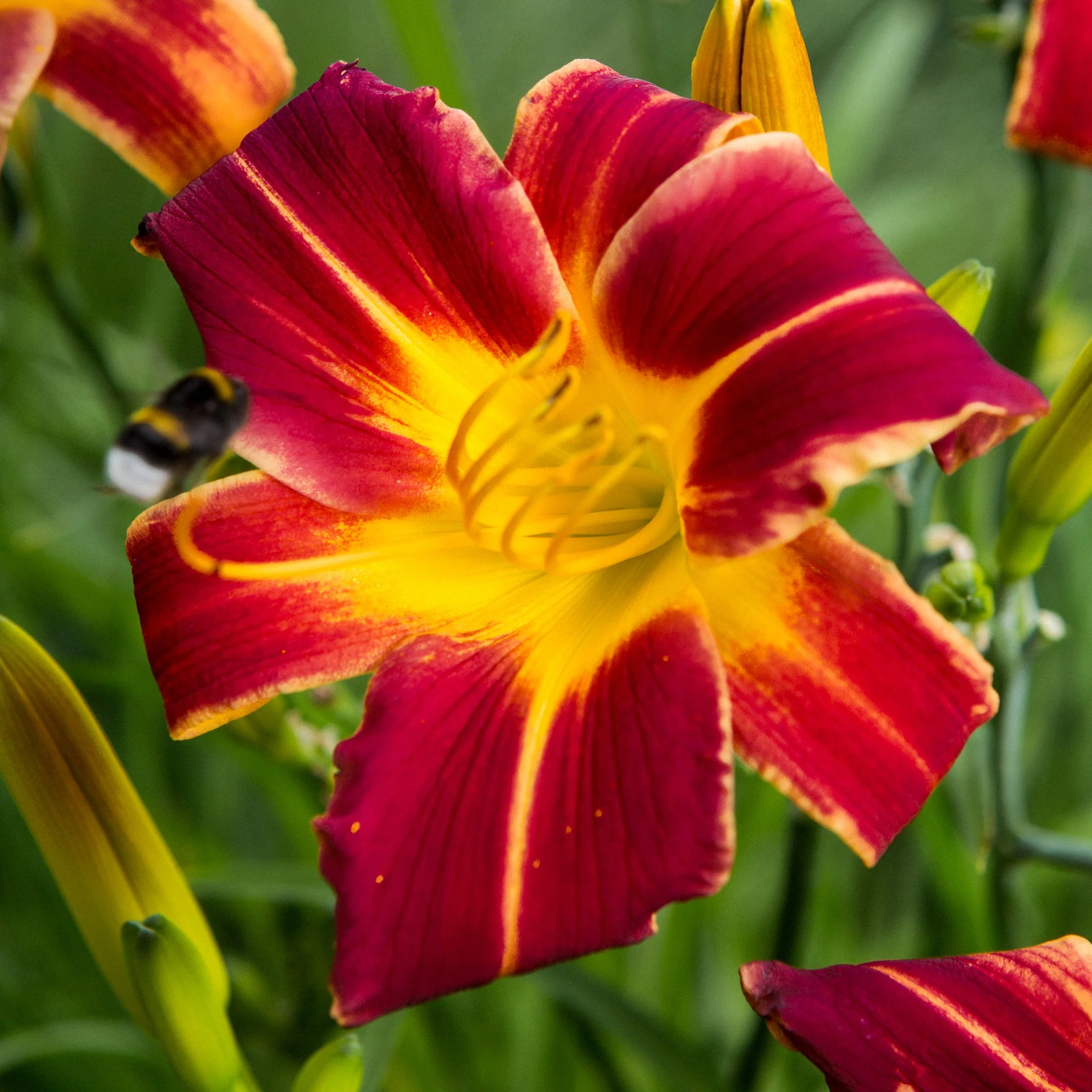 3 Everydaylily Red Ribs Daglelies - Image 2