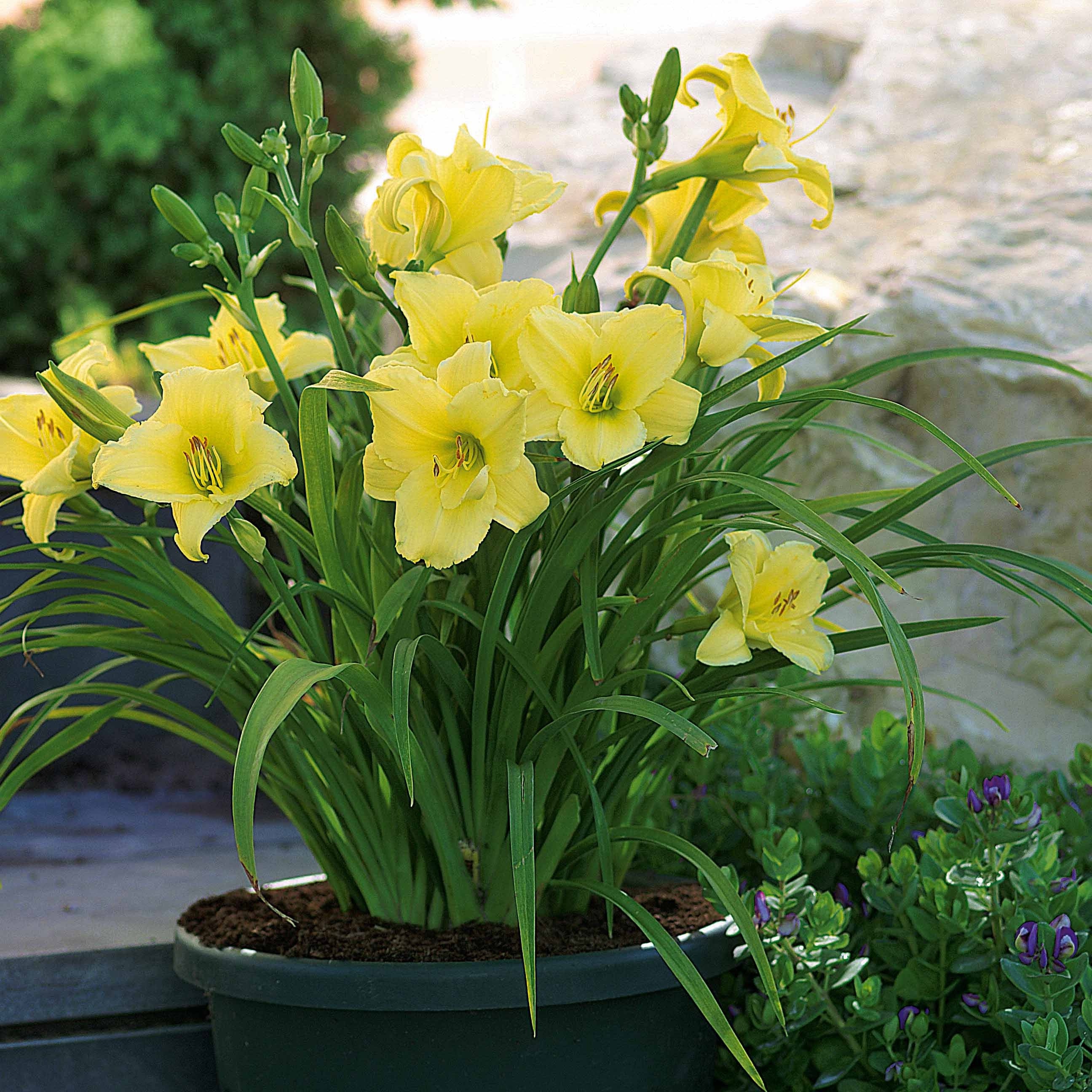 Daglelie 'Fragrant Returns' (x3)