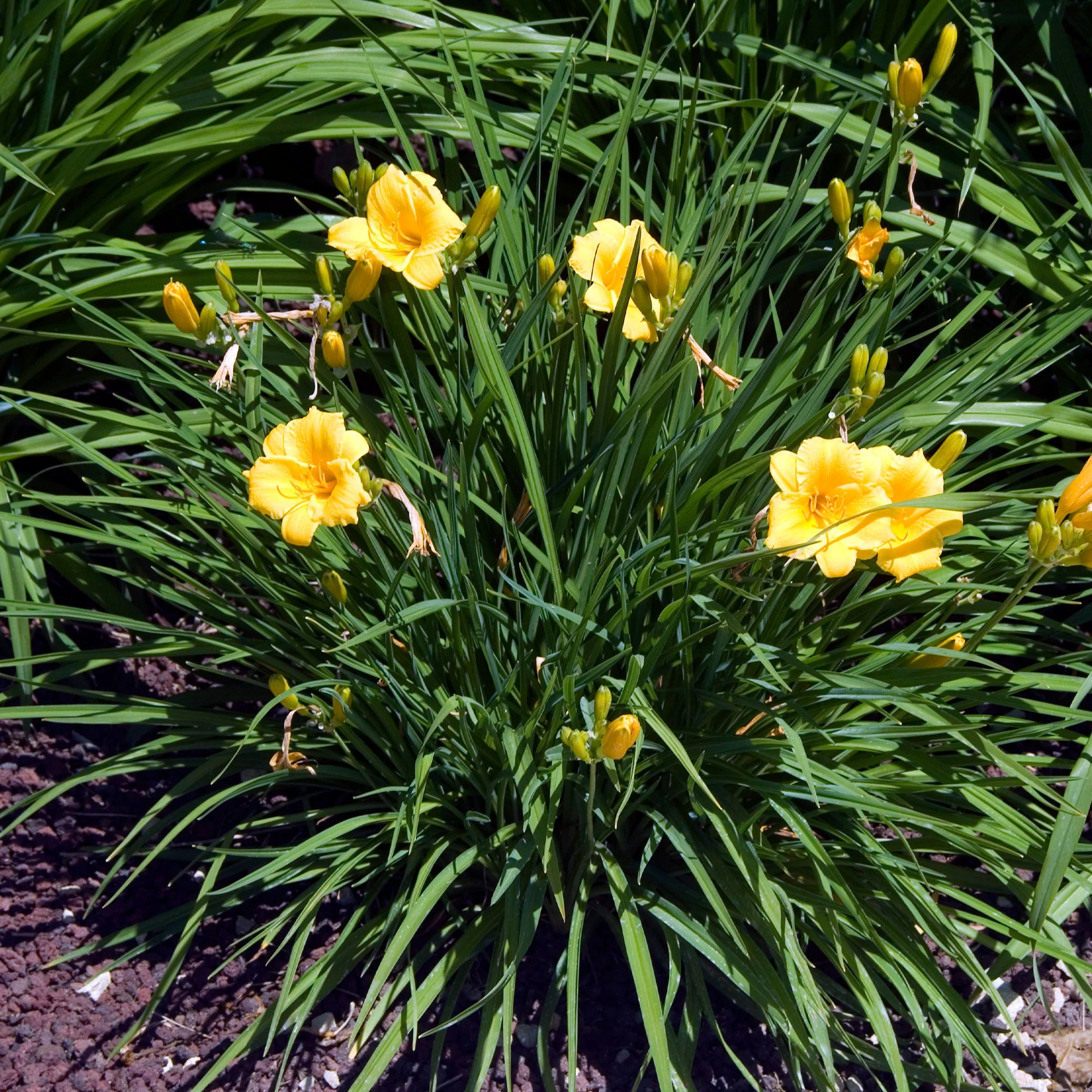 Daglelie Stella de Oro - Image 4