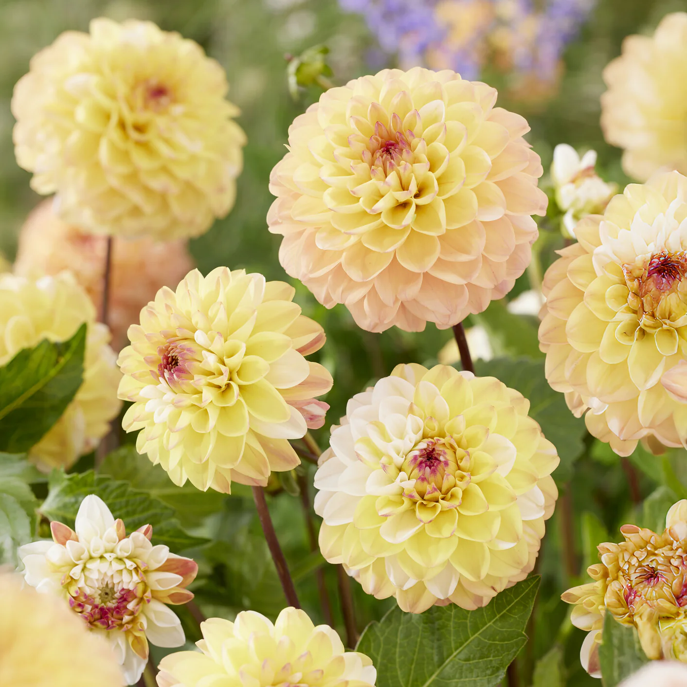 Dahlia 'Double Jill' (x3) - Image 4