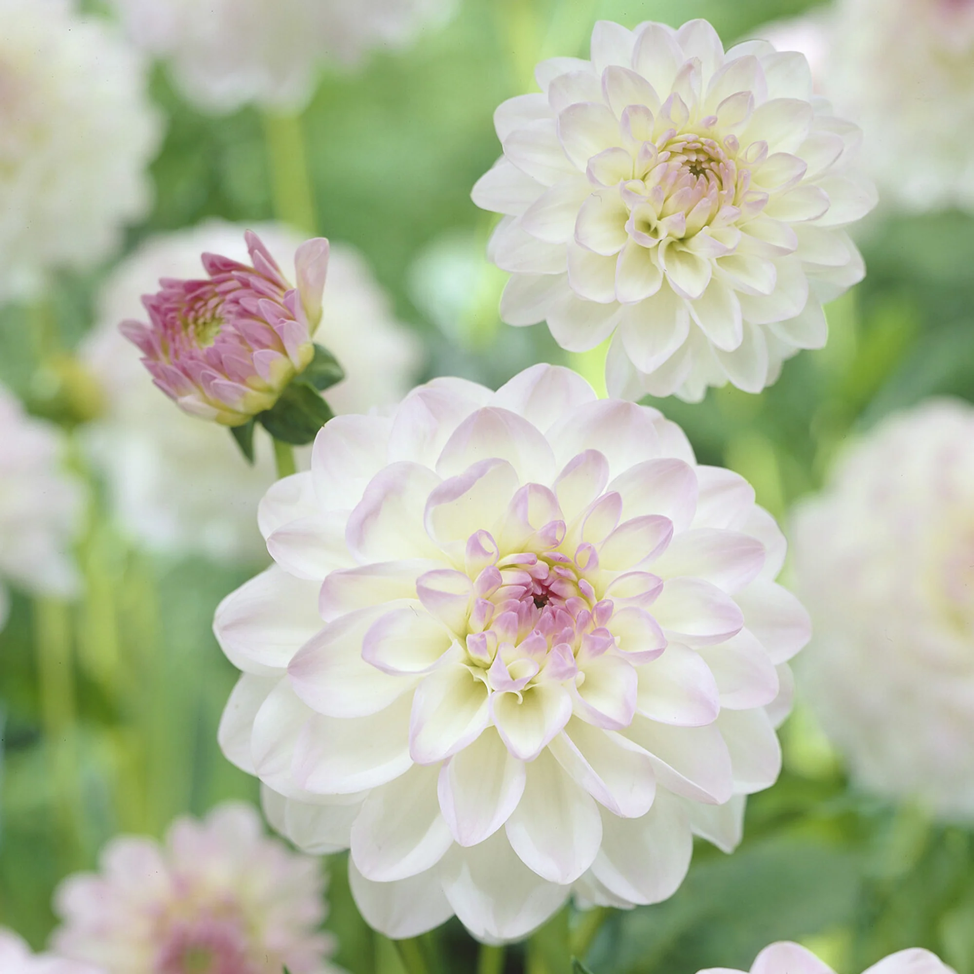 Dahlia Eveline