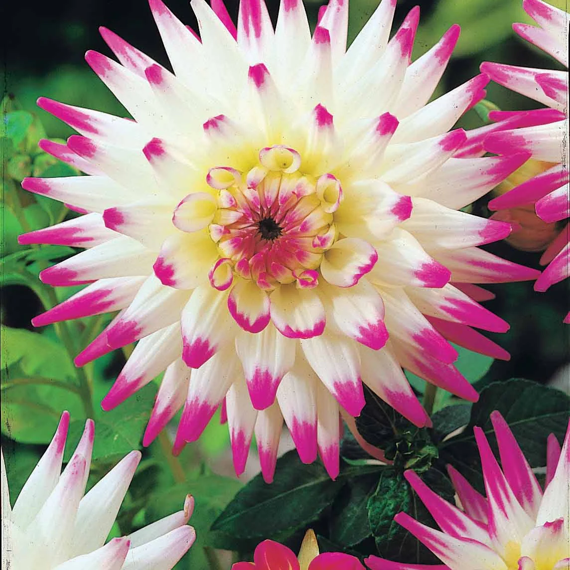 Dahlia 'Haley Jane' (x3) - Image 2