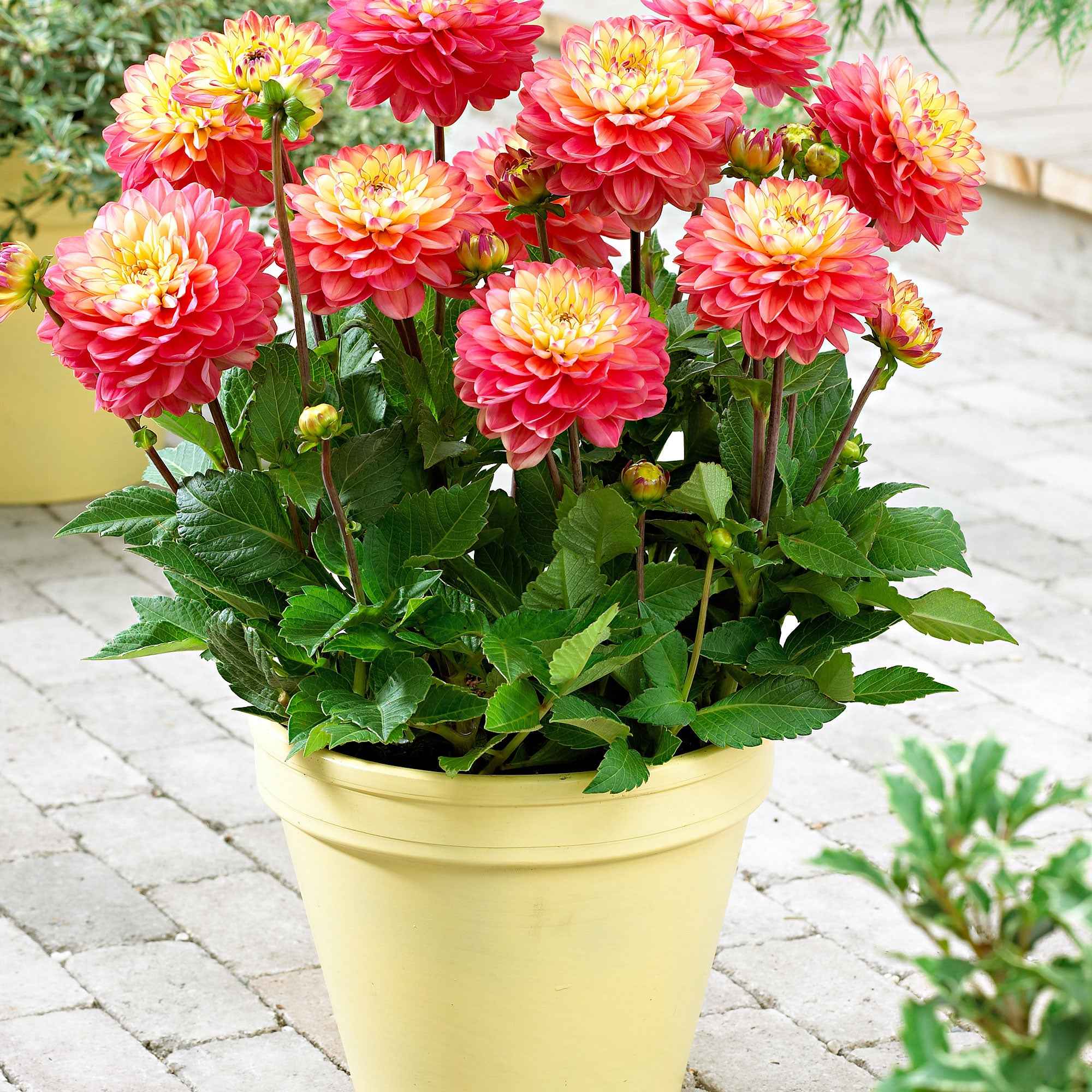Dahlia 'Melody Allegro' (x3) - Image 2