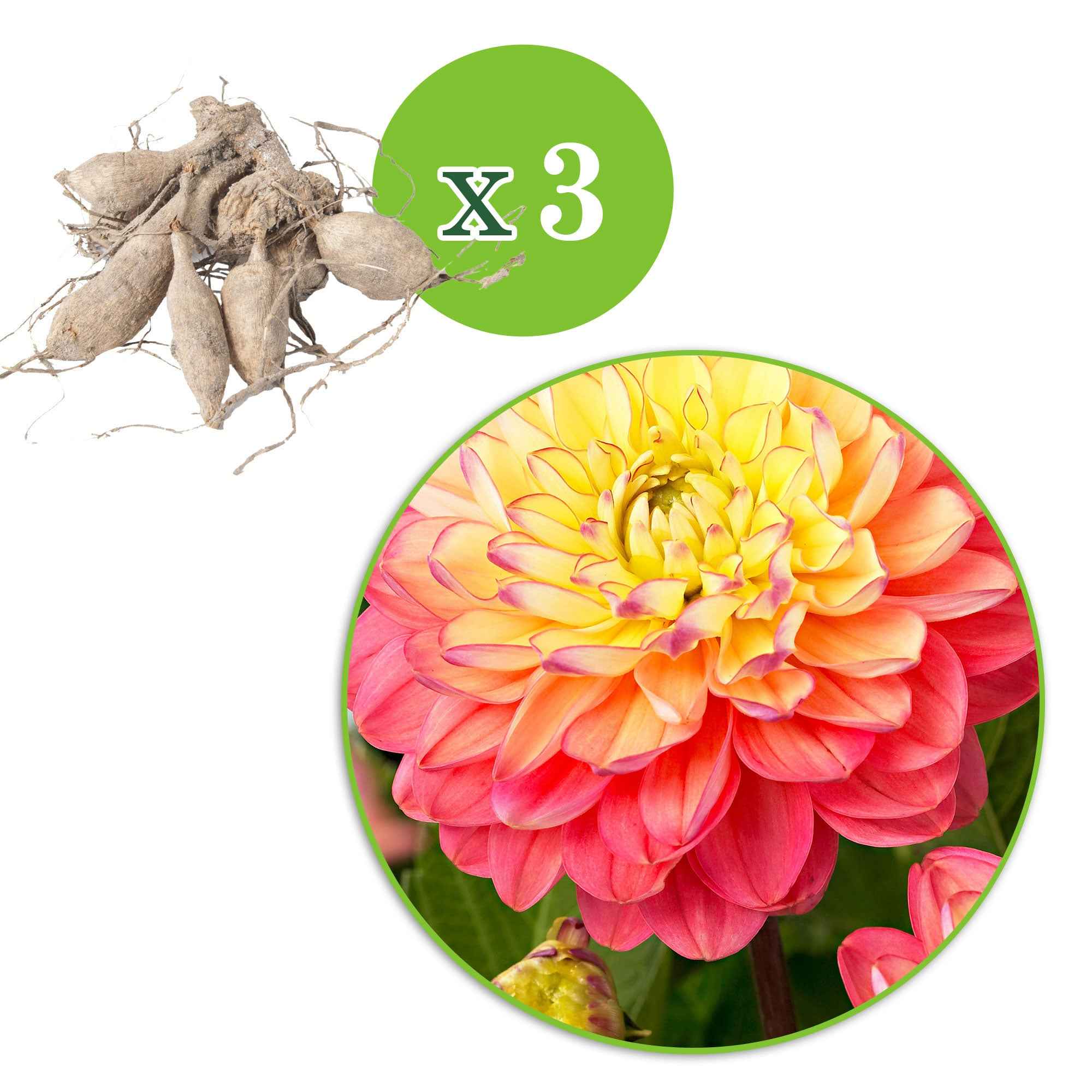 Dahlia 'Melody Allegro' (x3) - Image 3