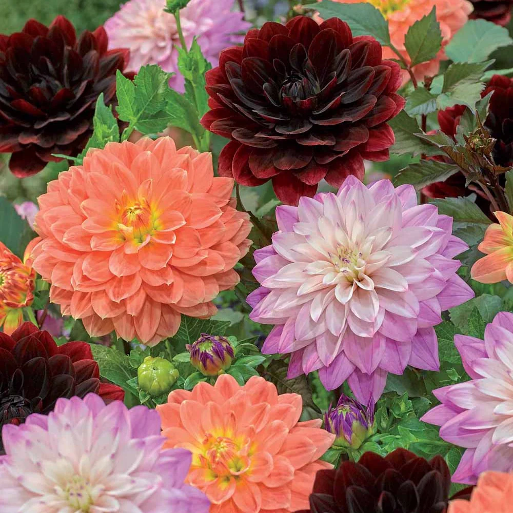Dahlia Mix 'After Dusk' + 'October Sky' + 'Zsarelle' (x6)