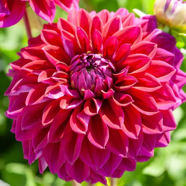 Dahlia Mix 'Grootbloemig' (x5) - Image 2