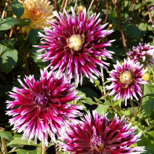 Dahlia Mix 'Grootbloemig' (x5) - Image 3