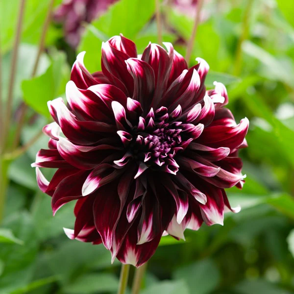 Dahlia Mix 'Grootbloemig' (x5) - Image 4