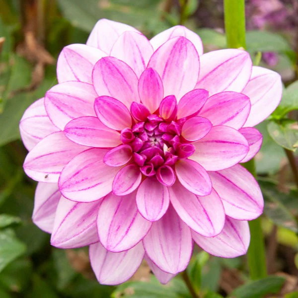 Dahlia Mix 'Grootbloemig' (x5) - Image 5