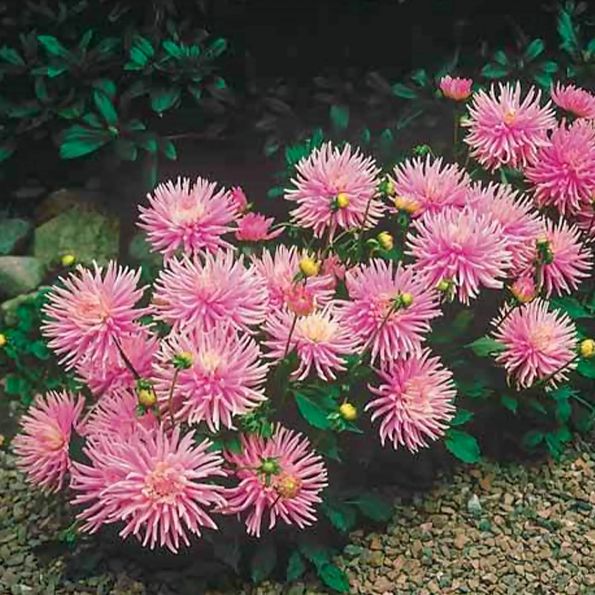 Dahlia 'Park Princess' (x3) - Image 4
