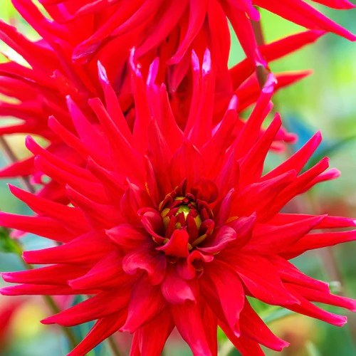 Dahlia 'Red Pigmy' (x3) - Image 2