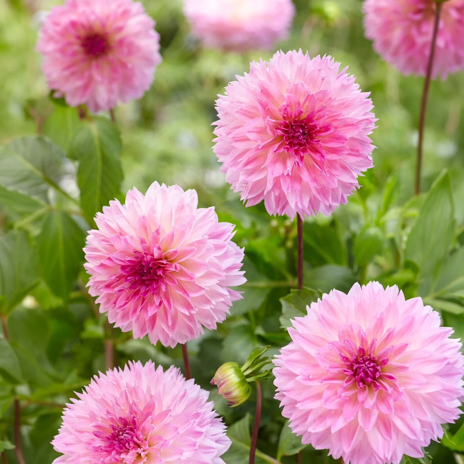 Dahlia 'Sakura Fubuki' (x3)