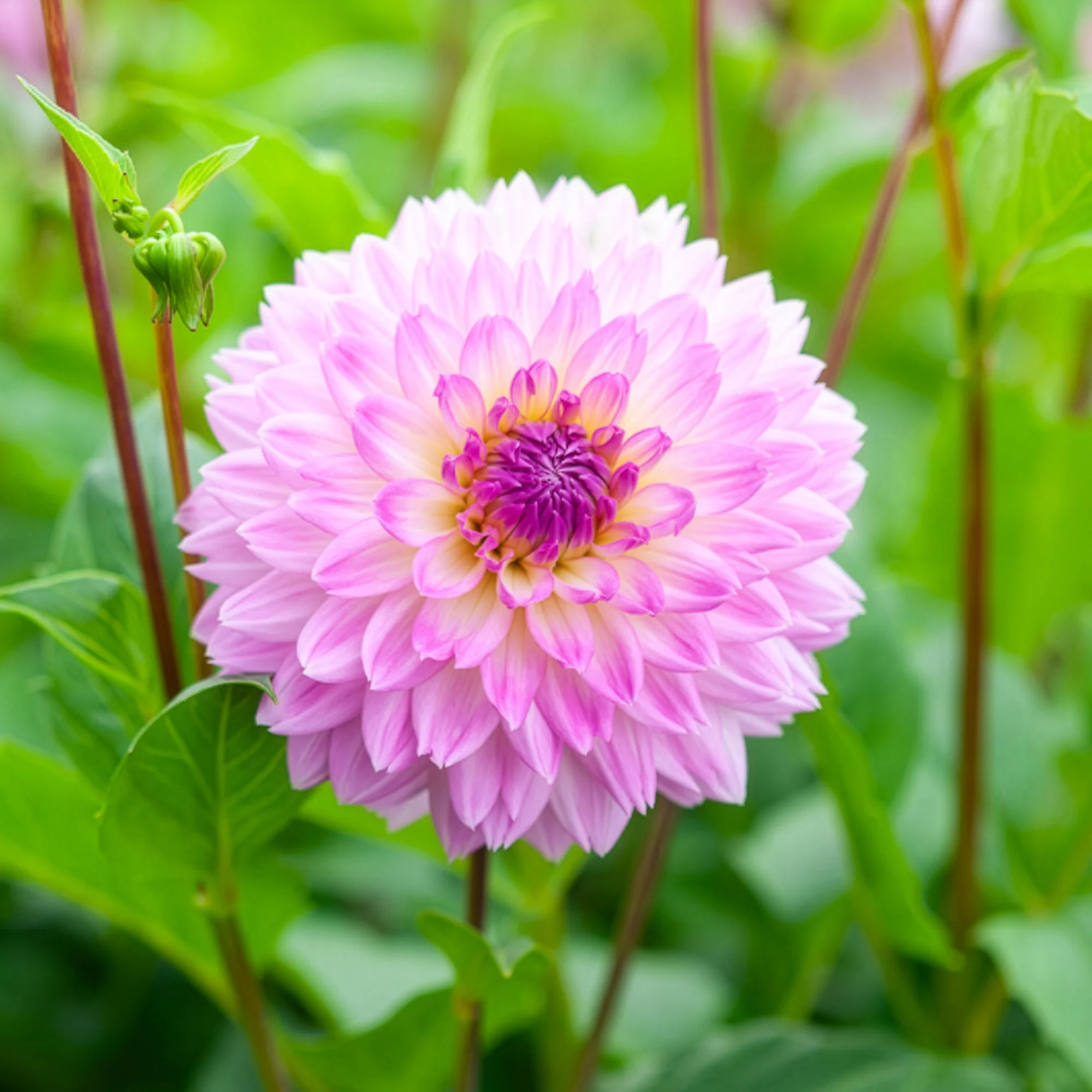 Dahlia 'Sakura Fubuki' (x3) - Image 2
