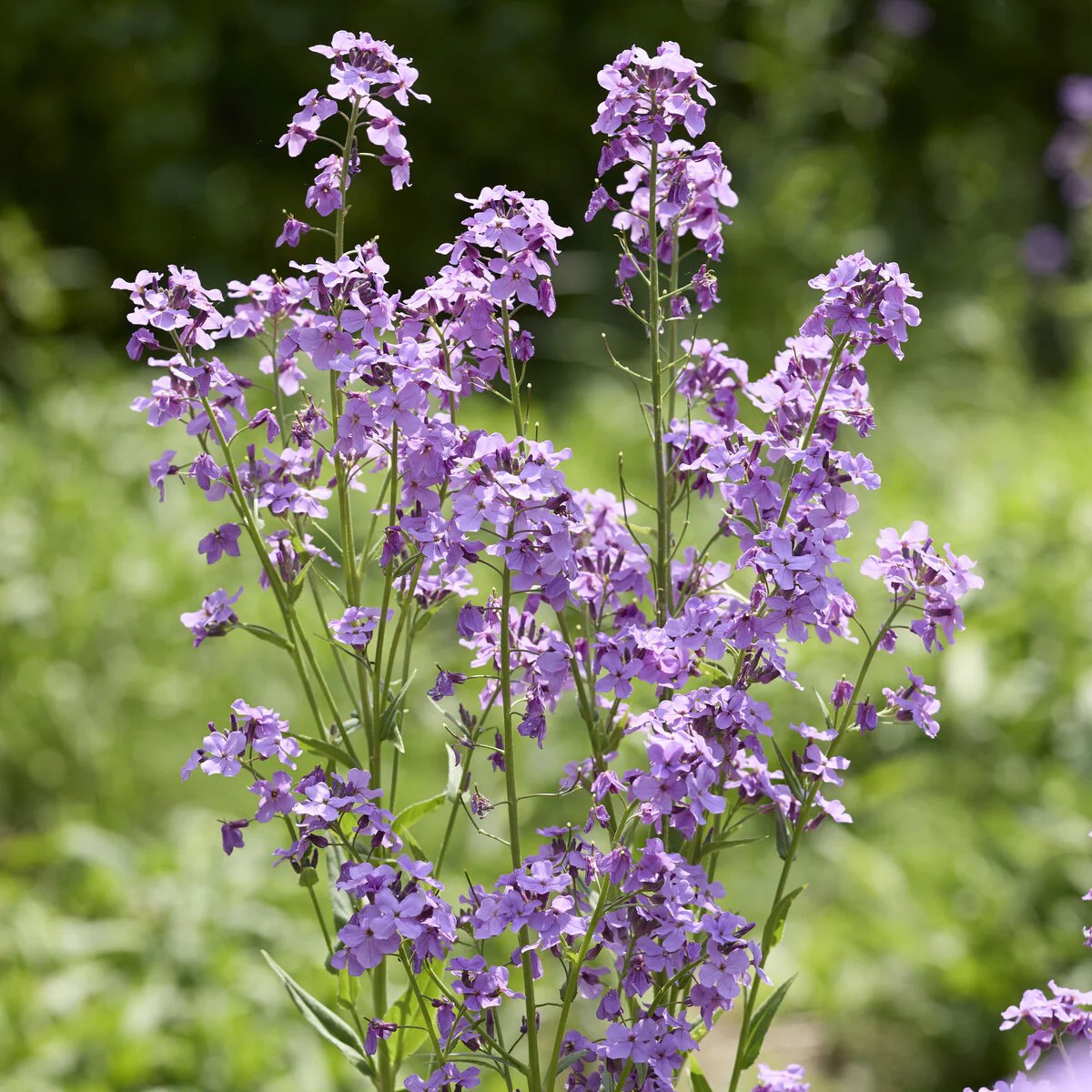 Damastbloem
