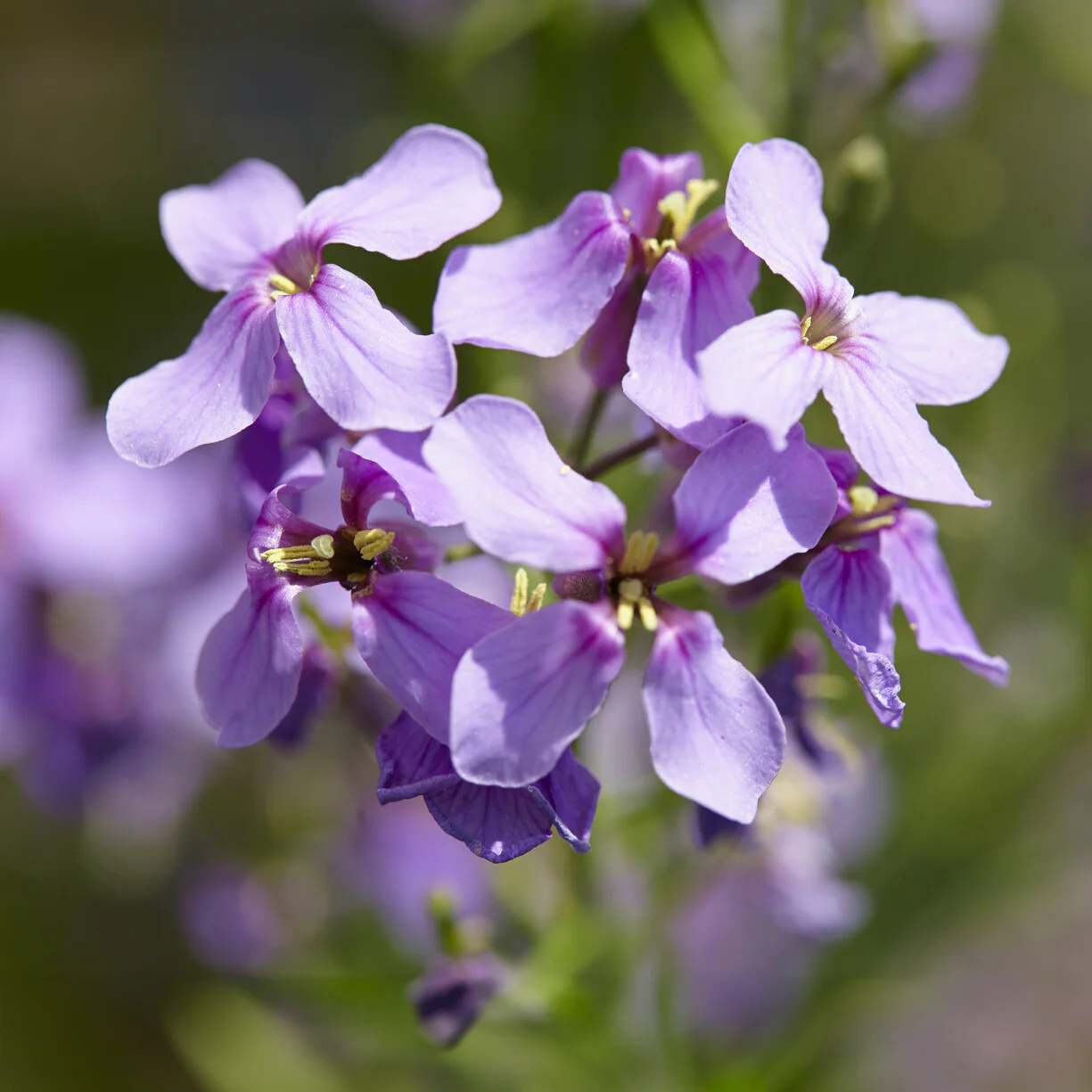 Damastbloem - Image 3