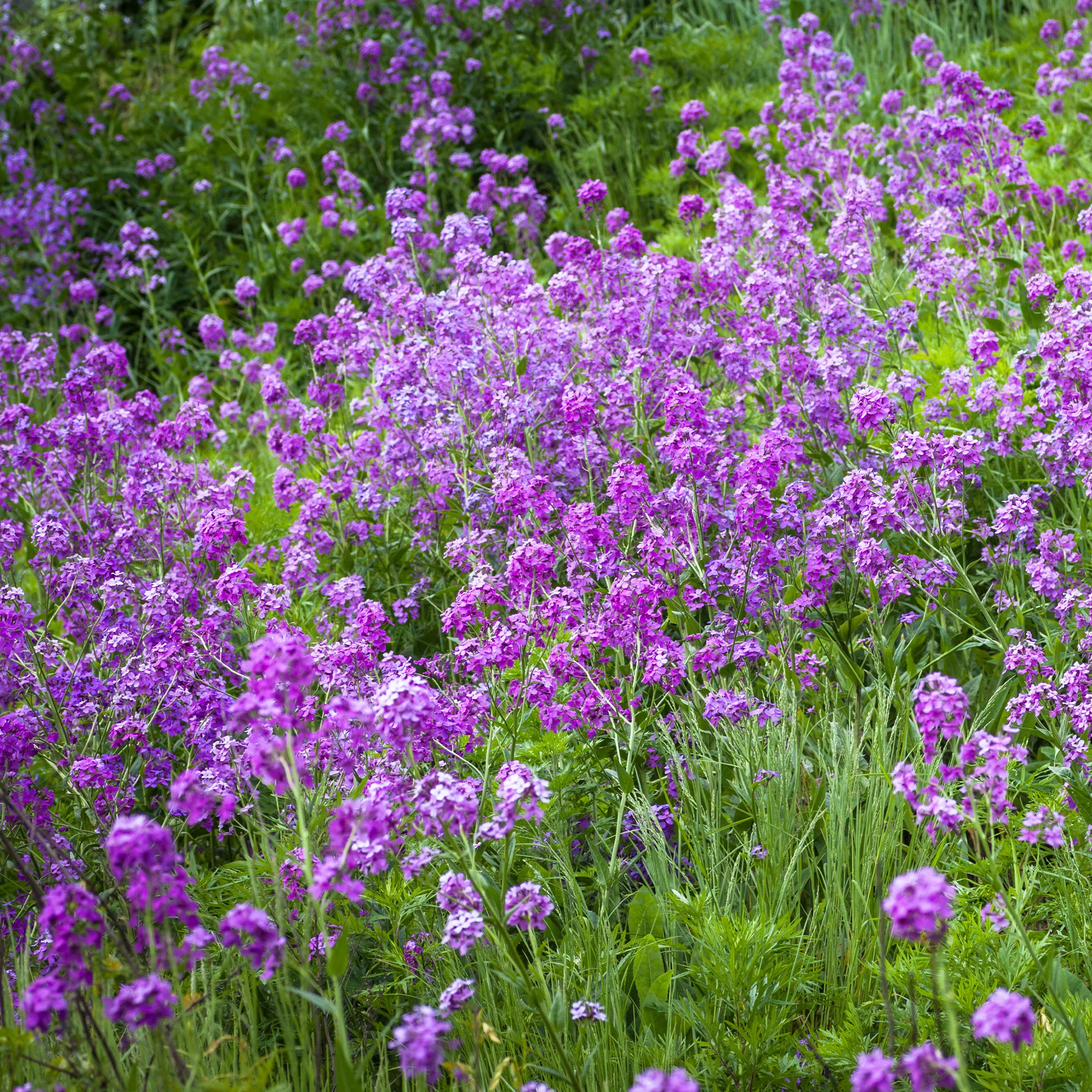 Damastbloem - Image 4