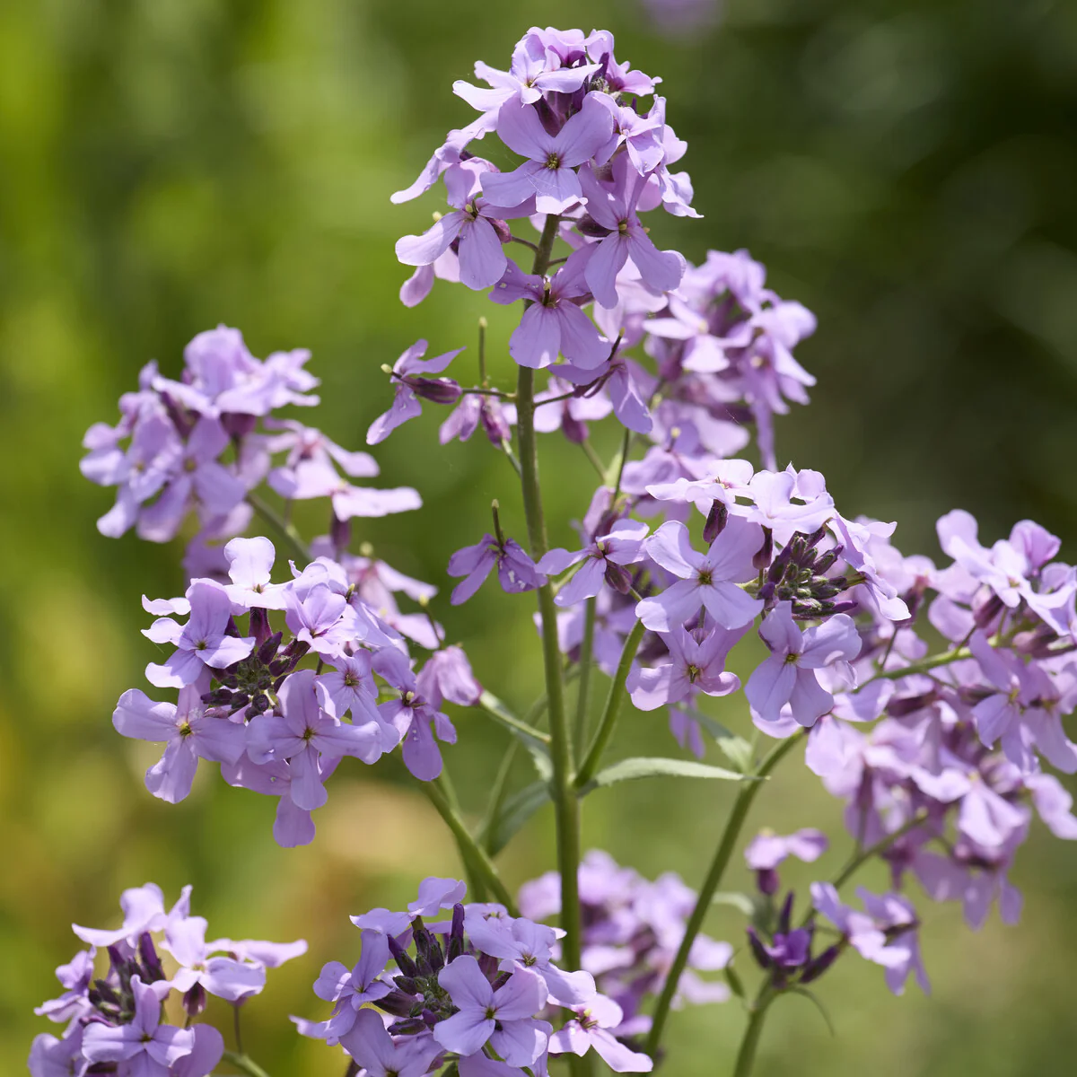 Damastbloem - Image 6