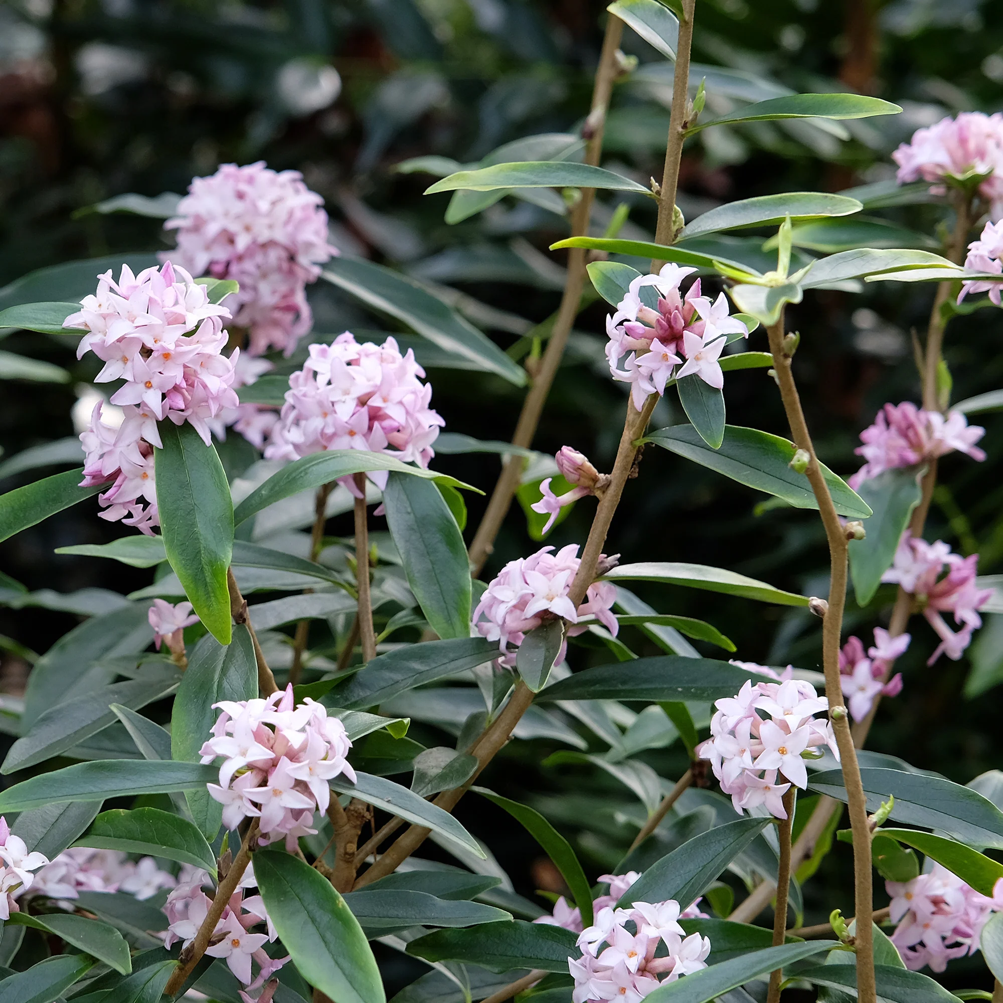 Daphne Spring beauty