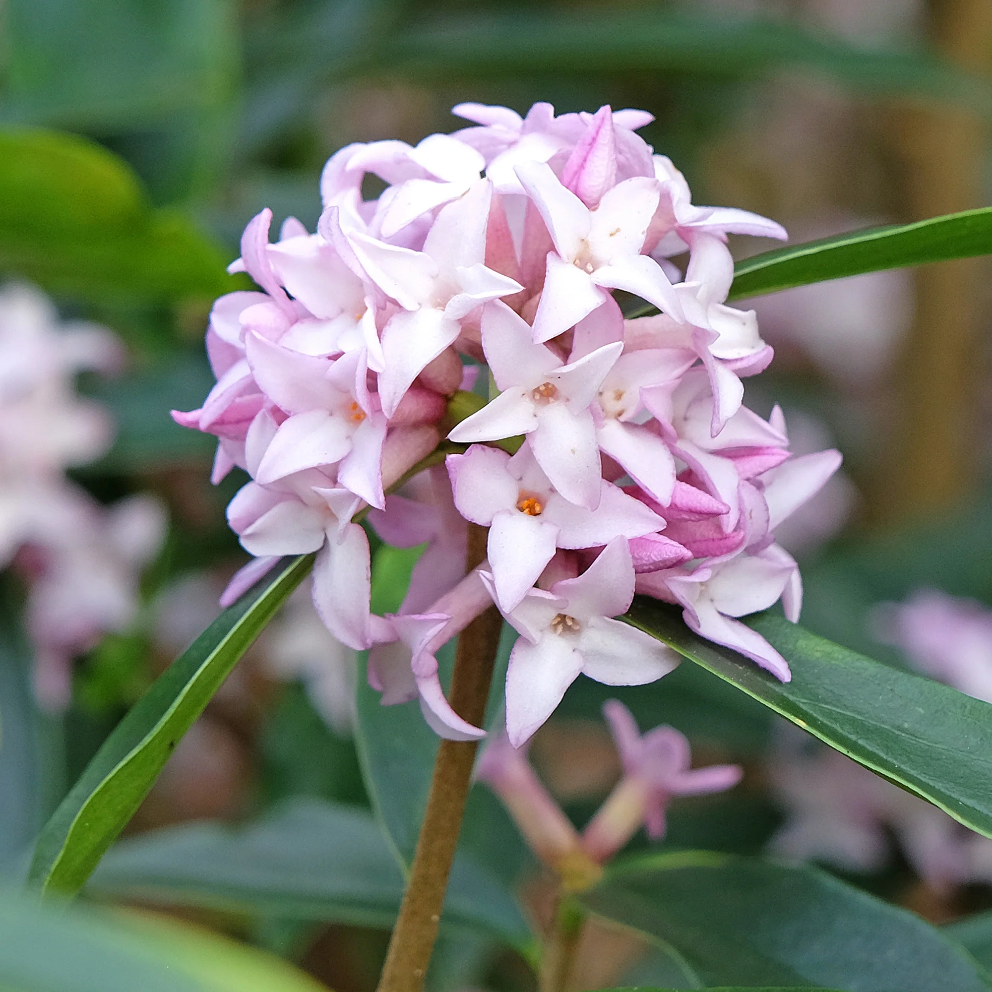Daphne Spring beauty - Image 2