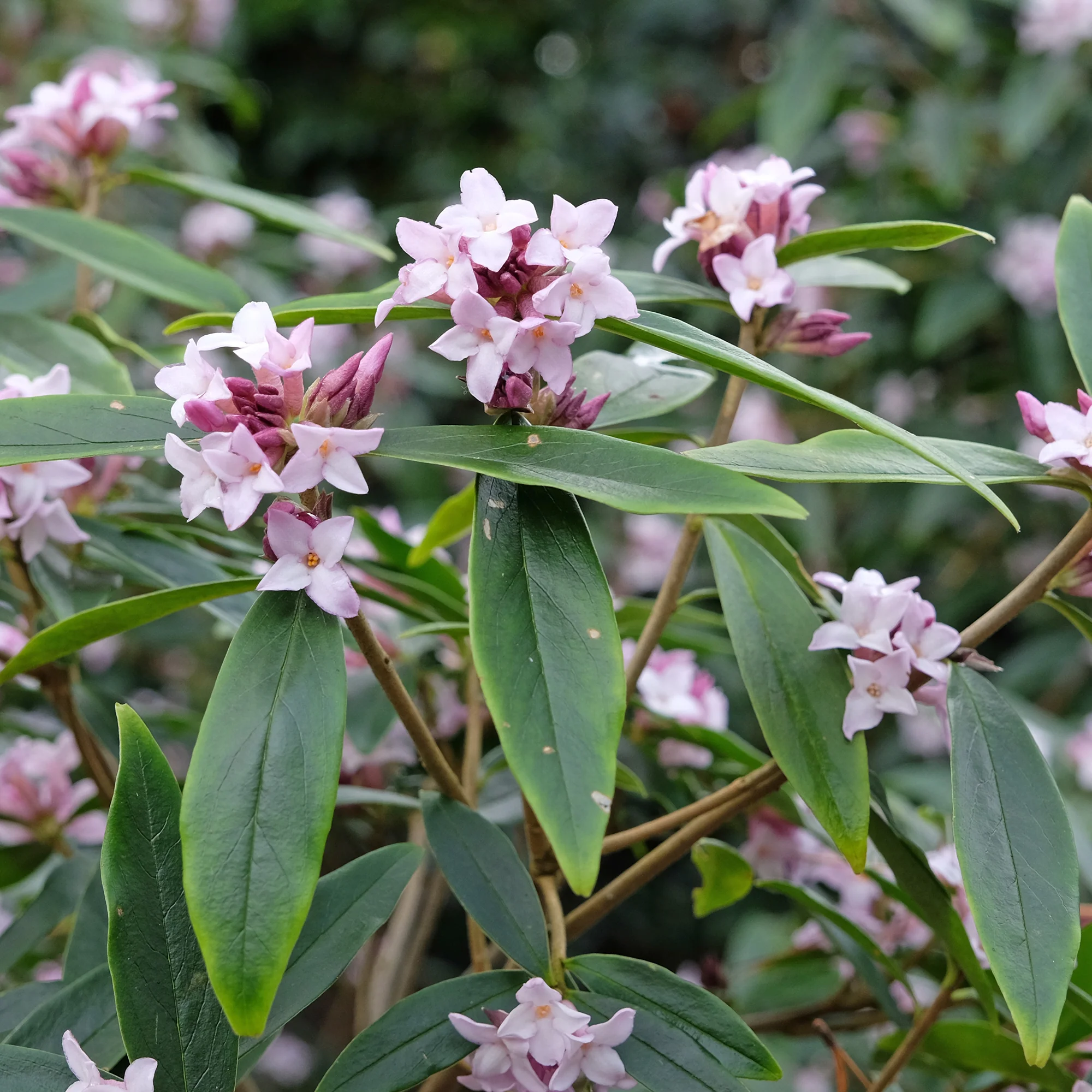 Daphne Spring beauty - Image 3