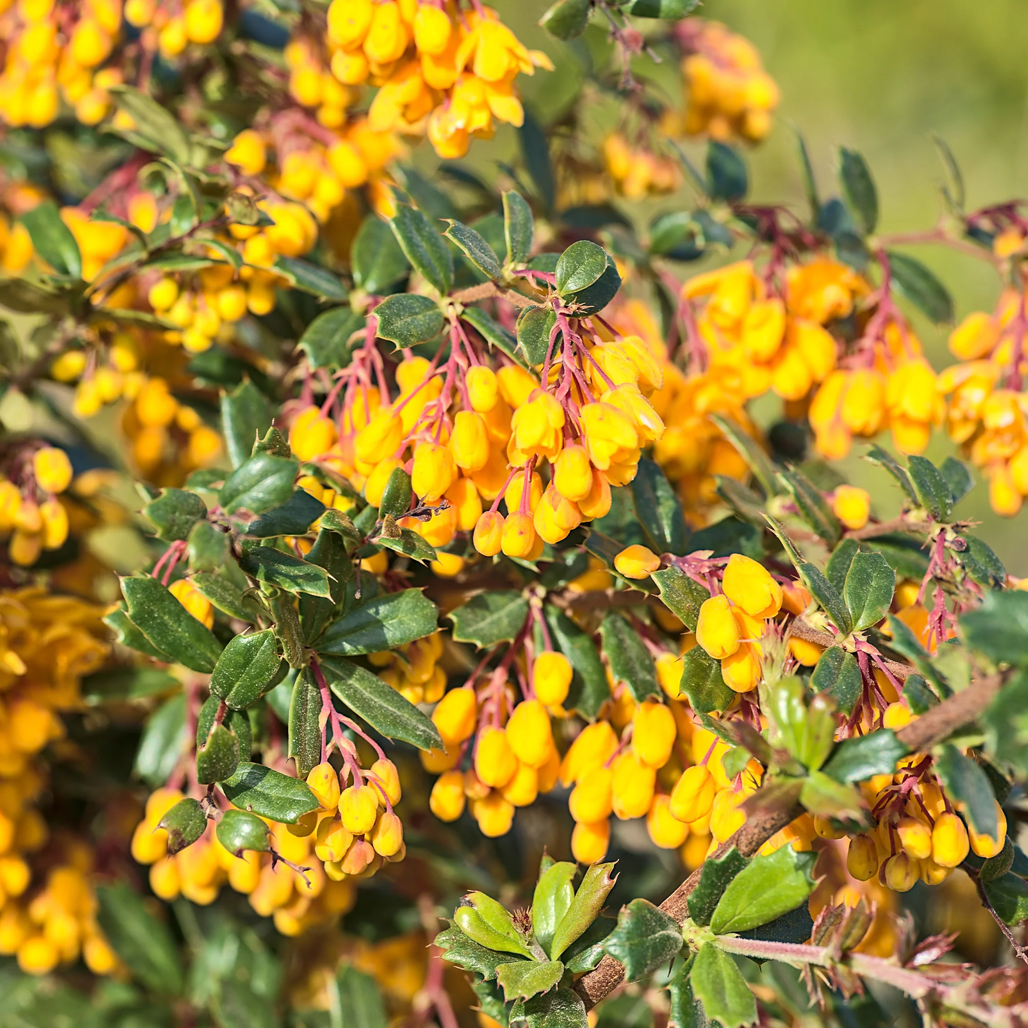 Darwins berberis