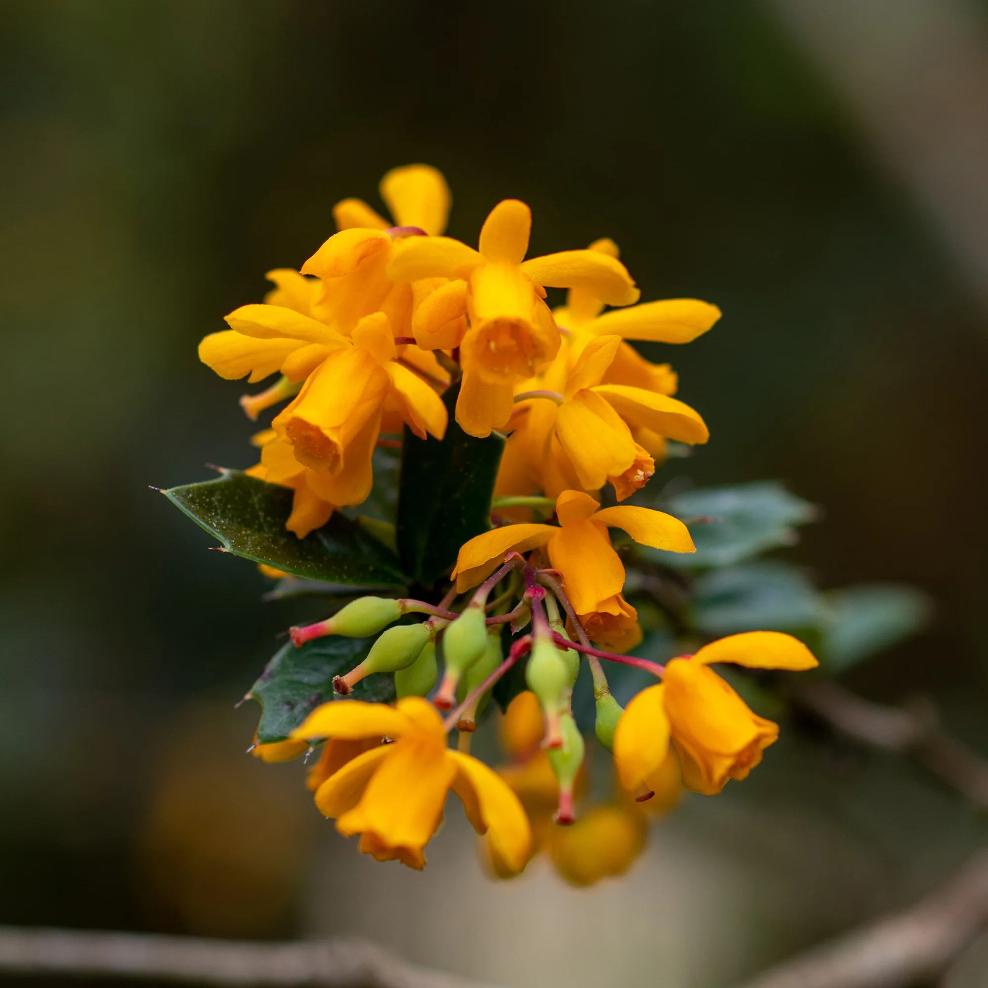 Darwins berberis - Image 2