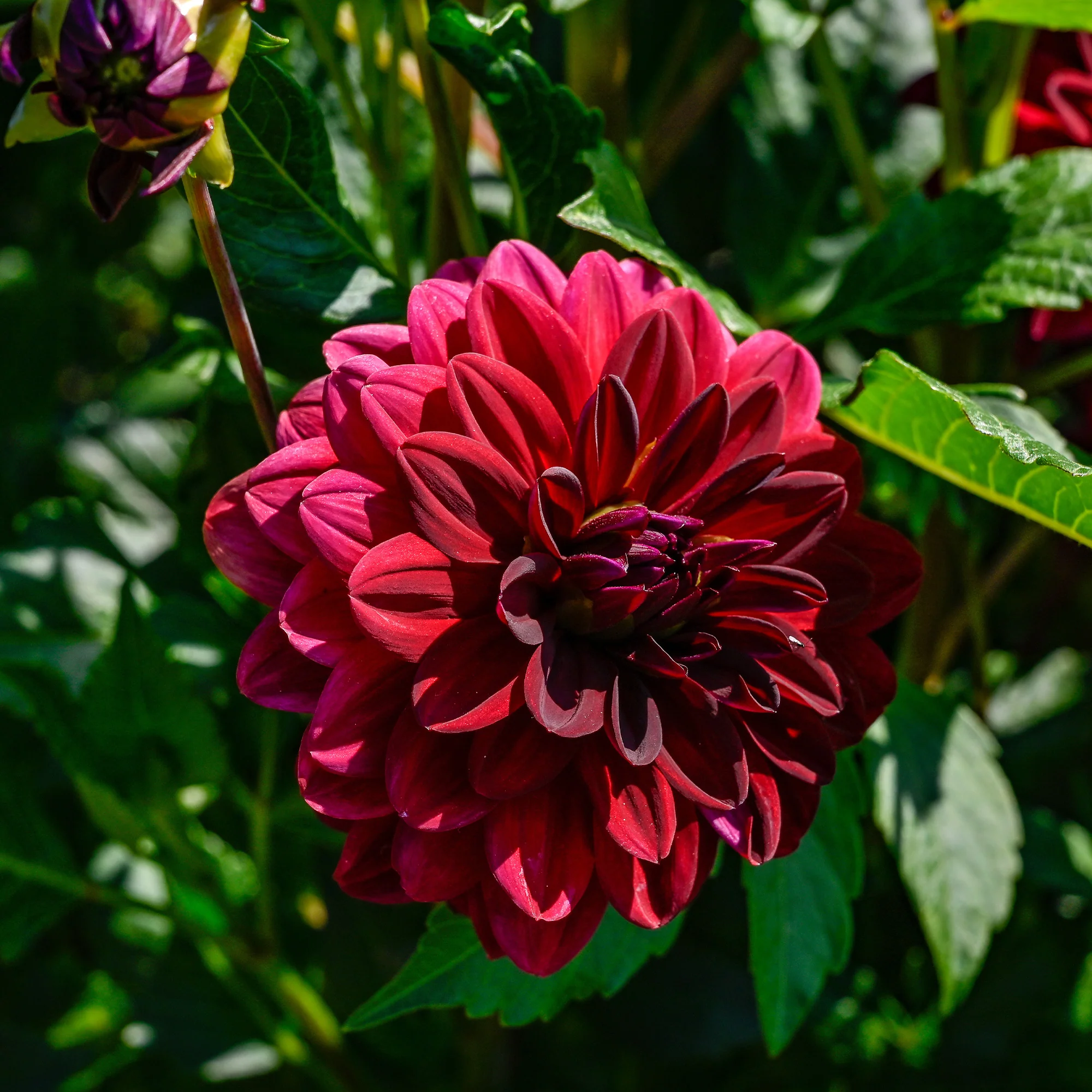 Decoratieve dahlia Arabische nacht