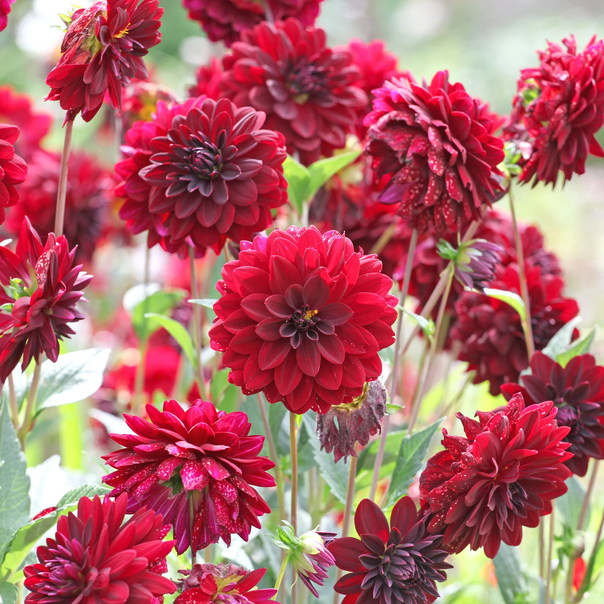 Decoratieve dahlia Arabische nacht - Image 2