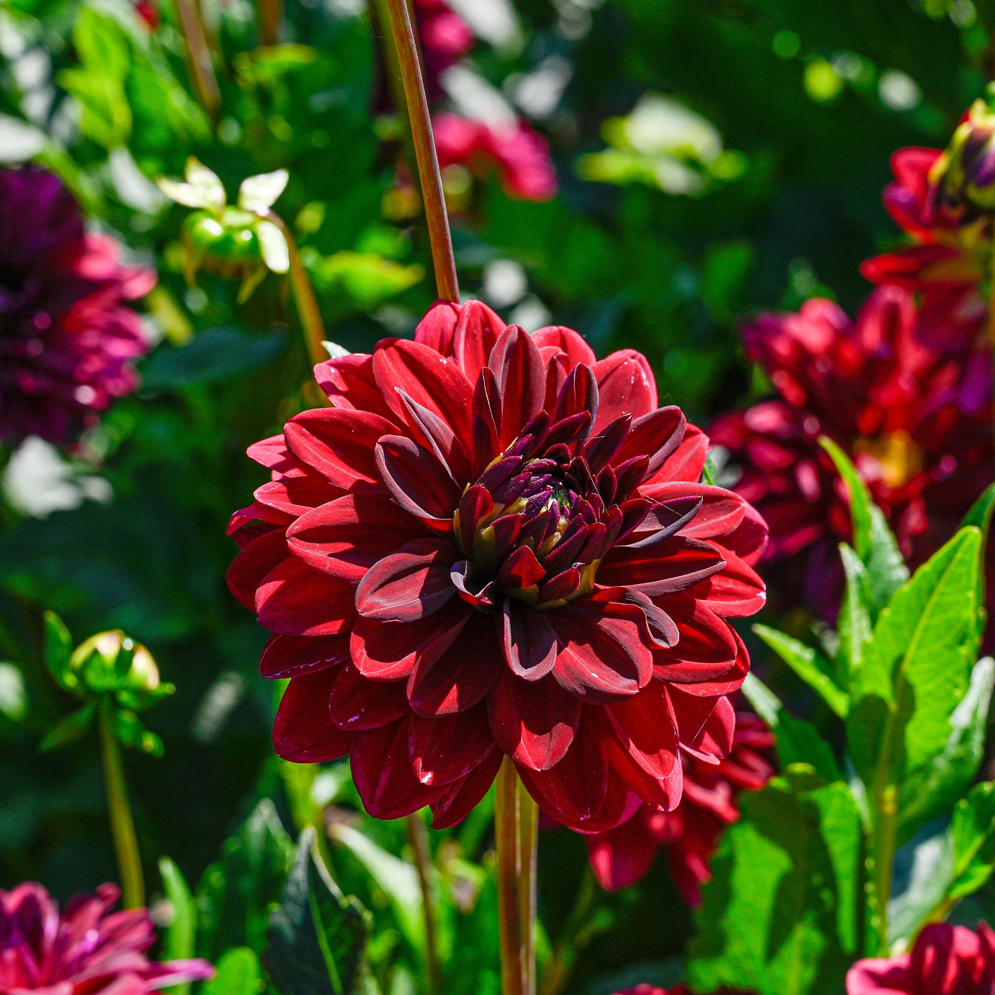 Decoratieve dahlia Arabische nacht - Image 3