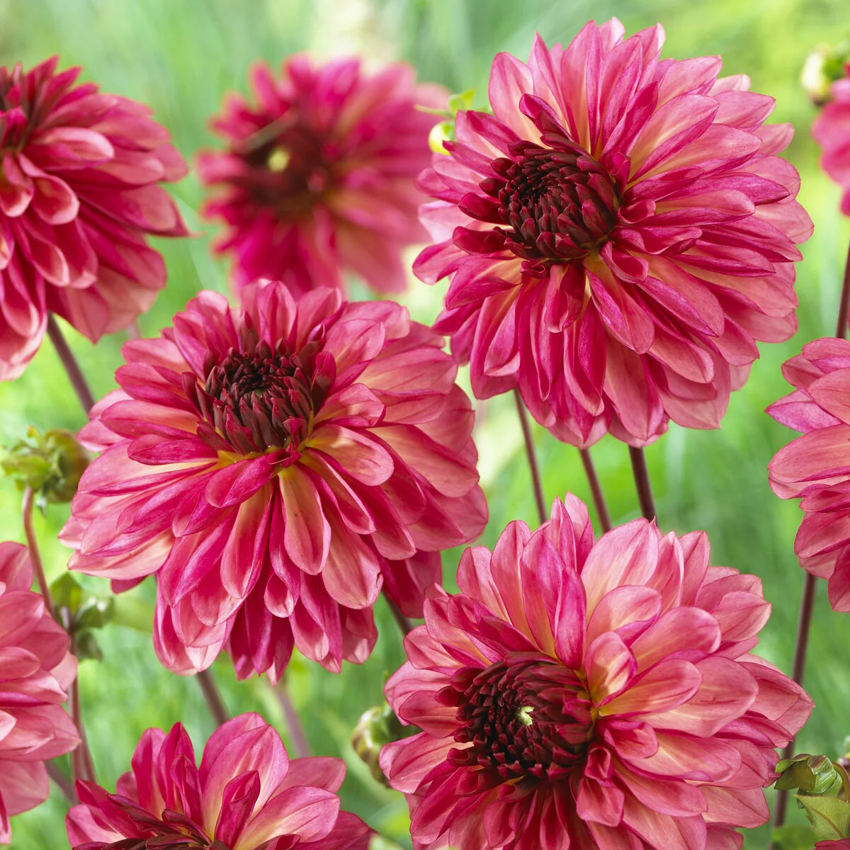 Decoratieve dahlia ’Baccardi' (x3)