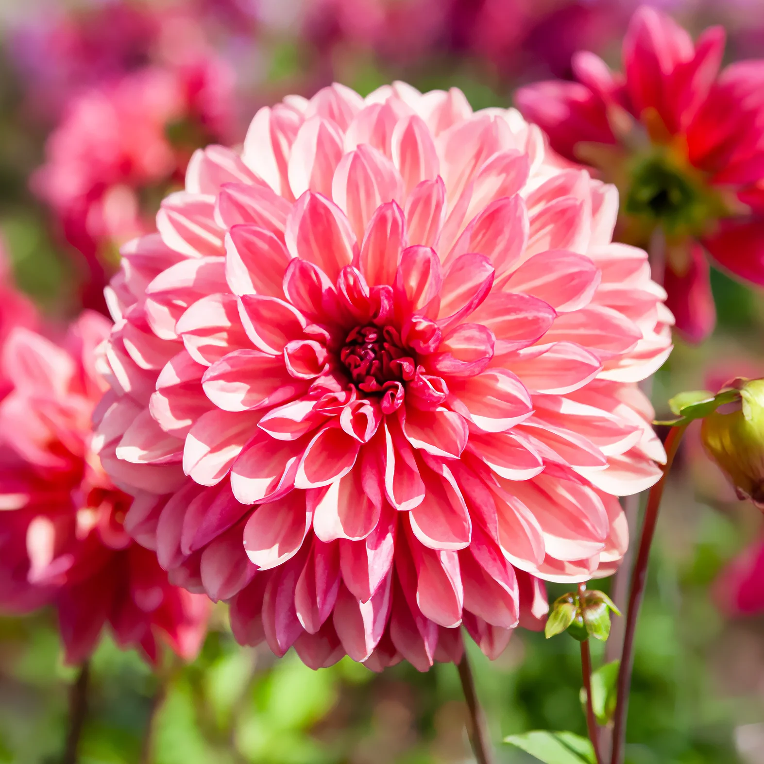 Decoratieve dahlia ’Baccardi' (x3) - Image 3