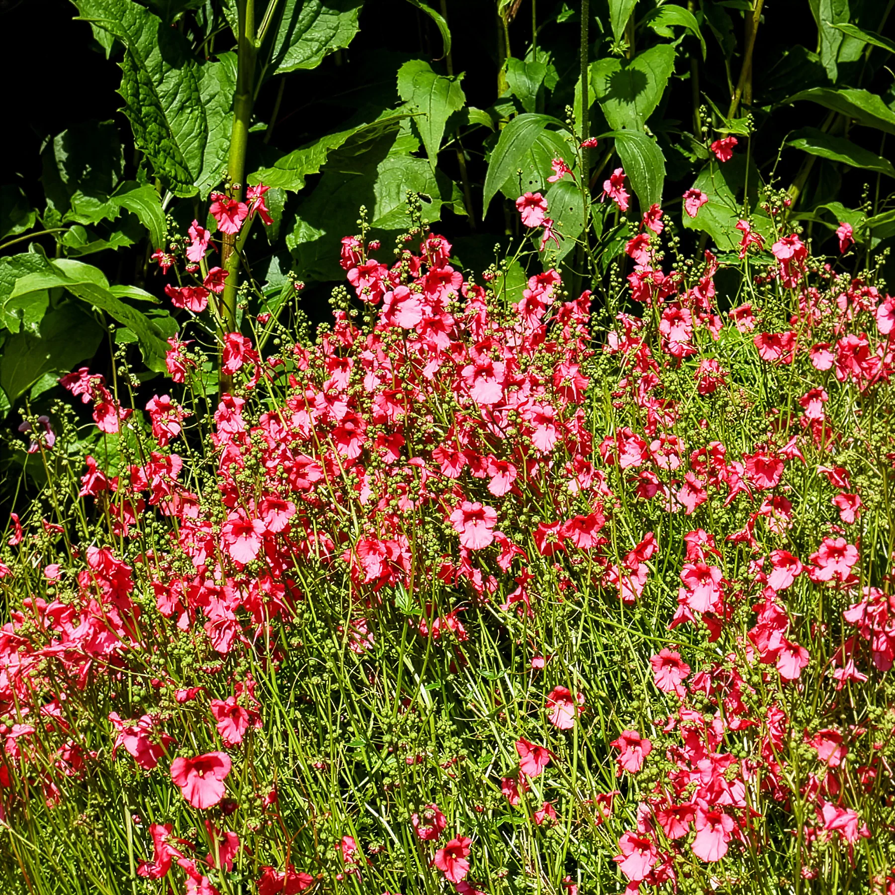 Diascia Ruby Field