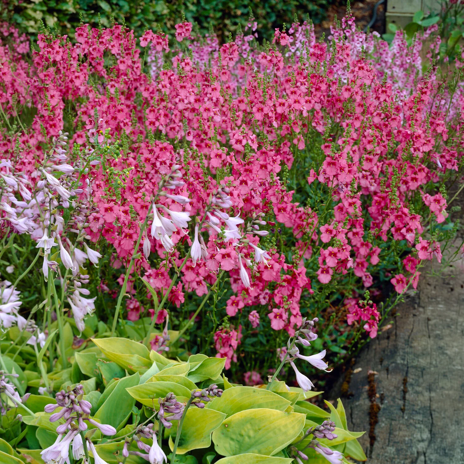 Diascia Ruby Field - Image 2
