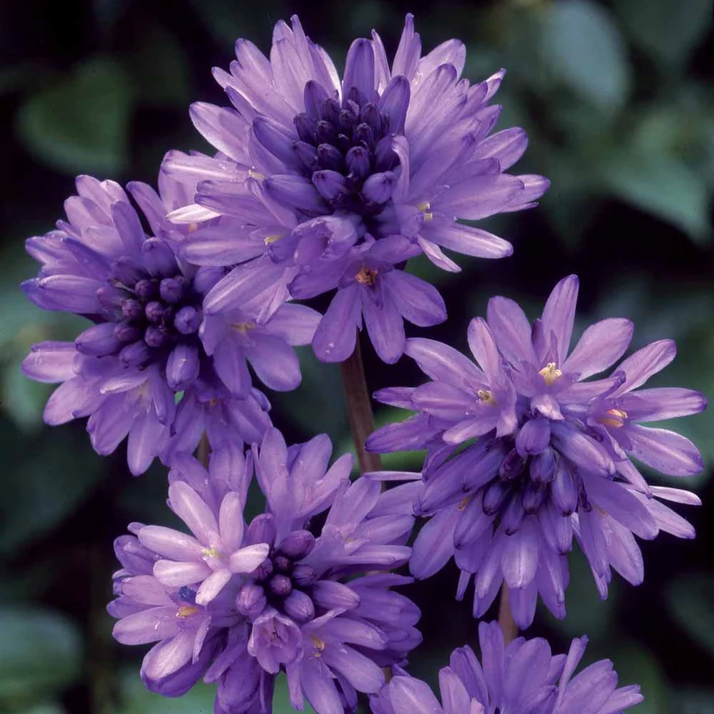 Dichelostemma - Image 2