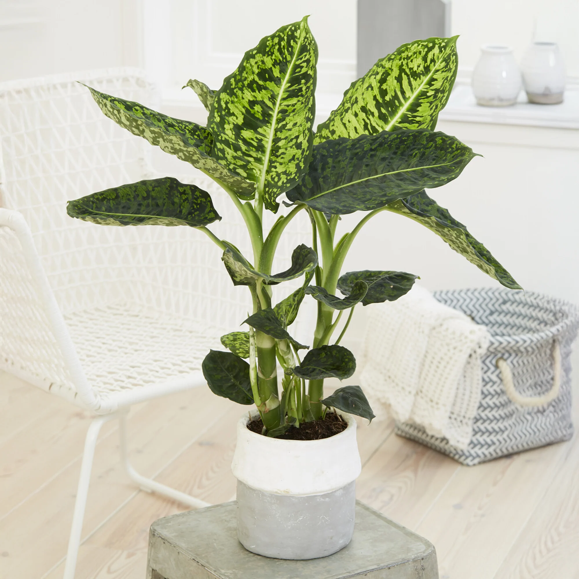 Dieffenbachia reflector / Dief van Bagdad