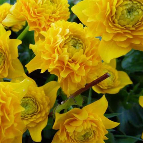 Dotterbloem