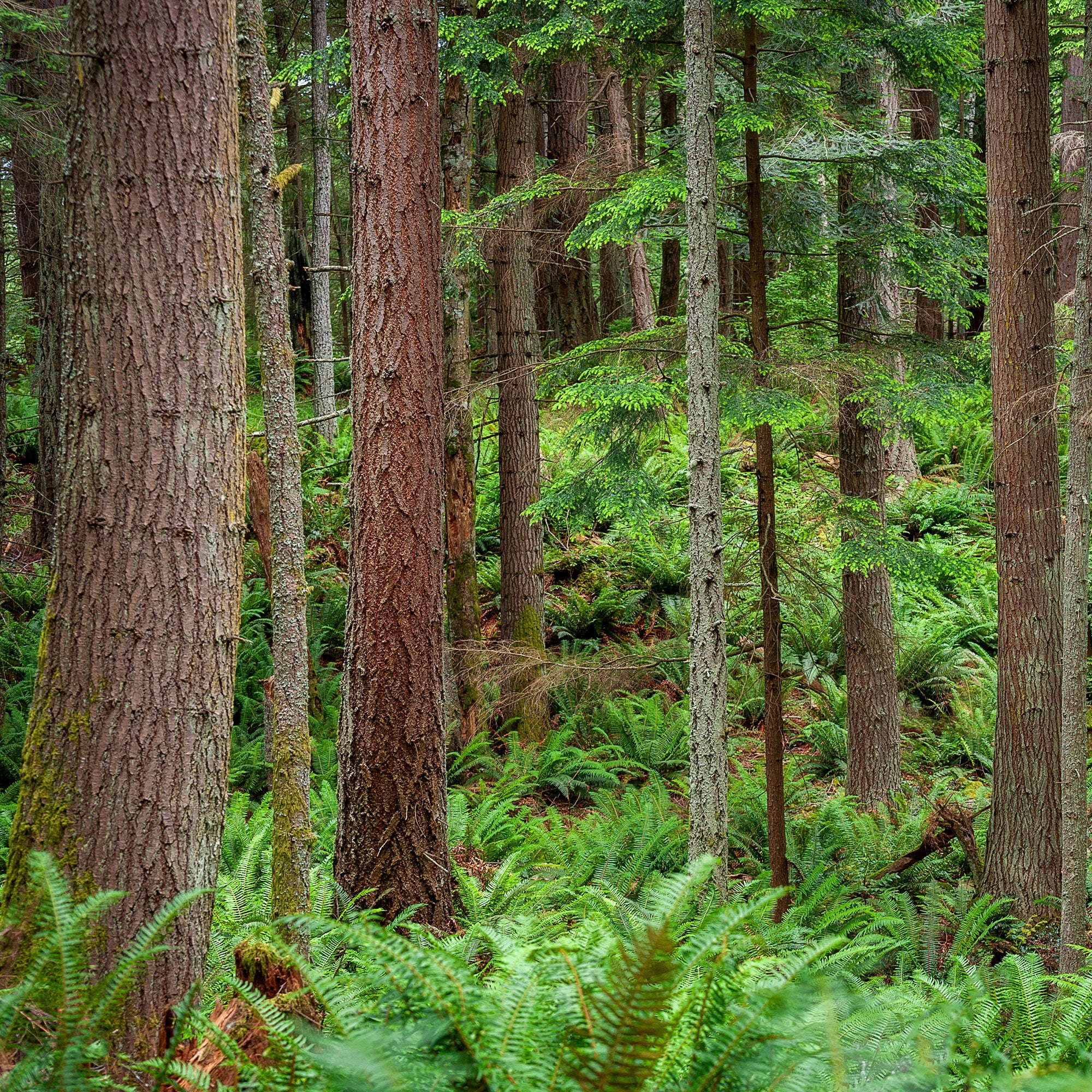Douglasspar - Image 5