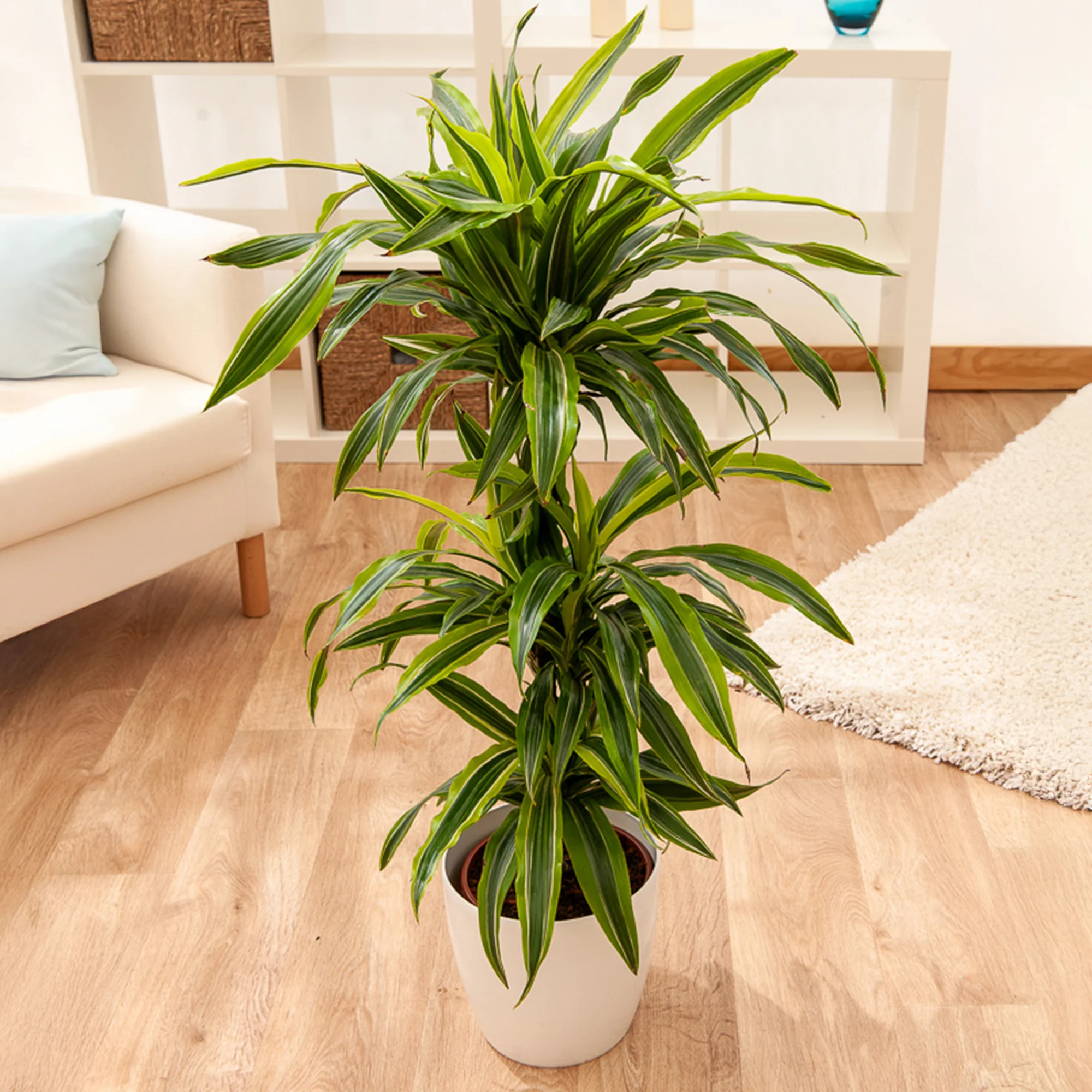 Dracaena 'Lemon Lime / / Drakenbloedboom - Image 2