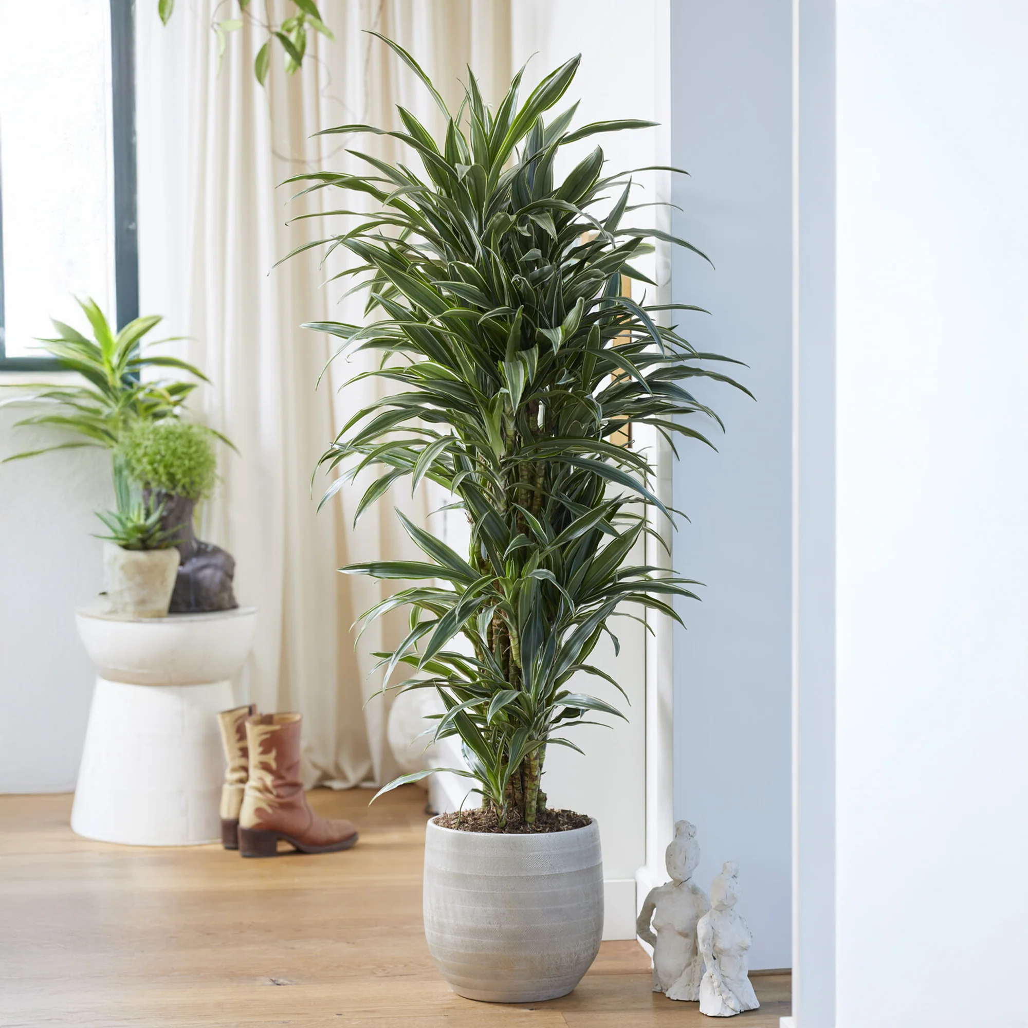 Dracaena Warneckei / Drakenbloedboom