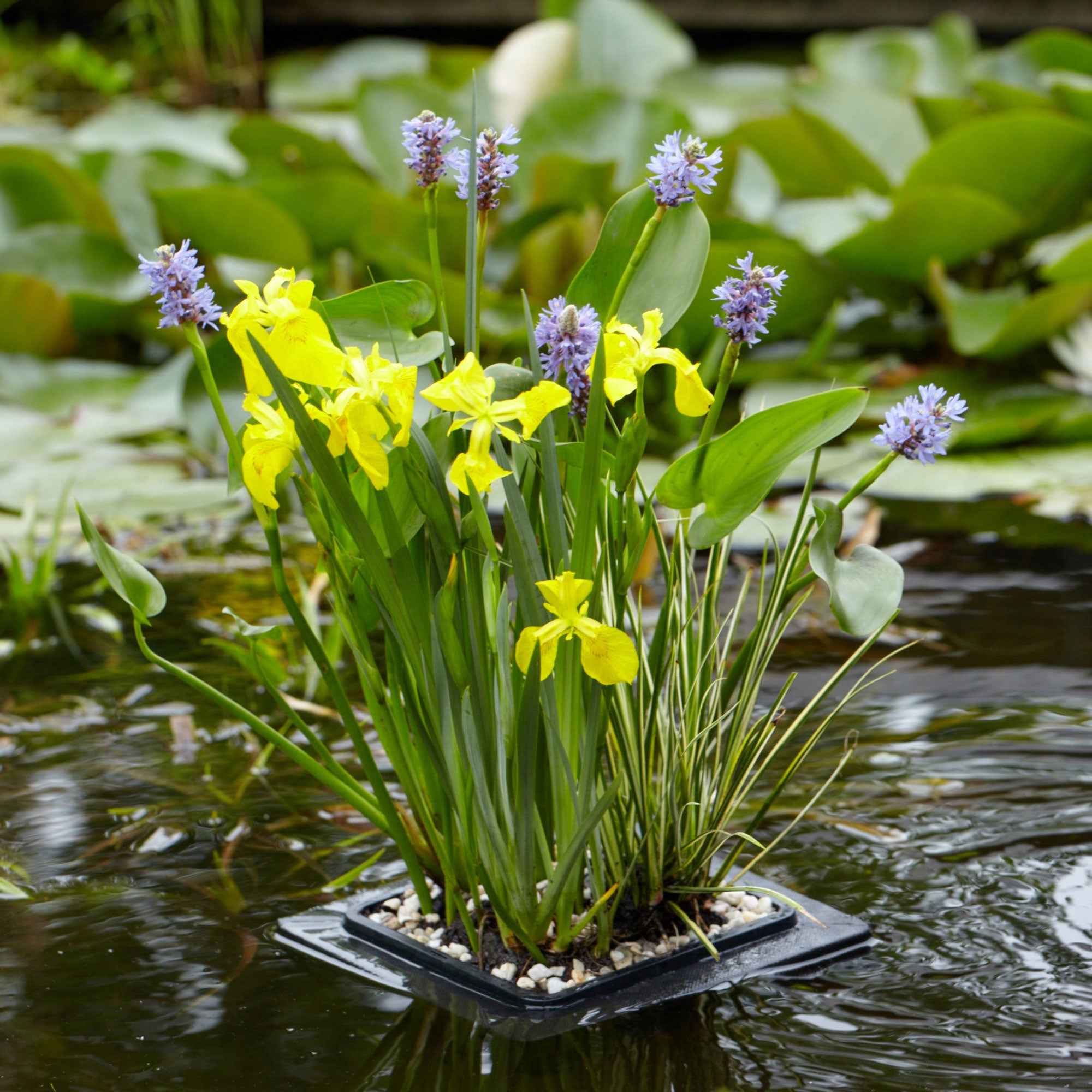 Miniatuur 1