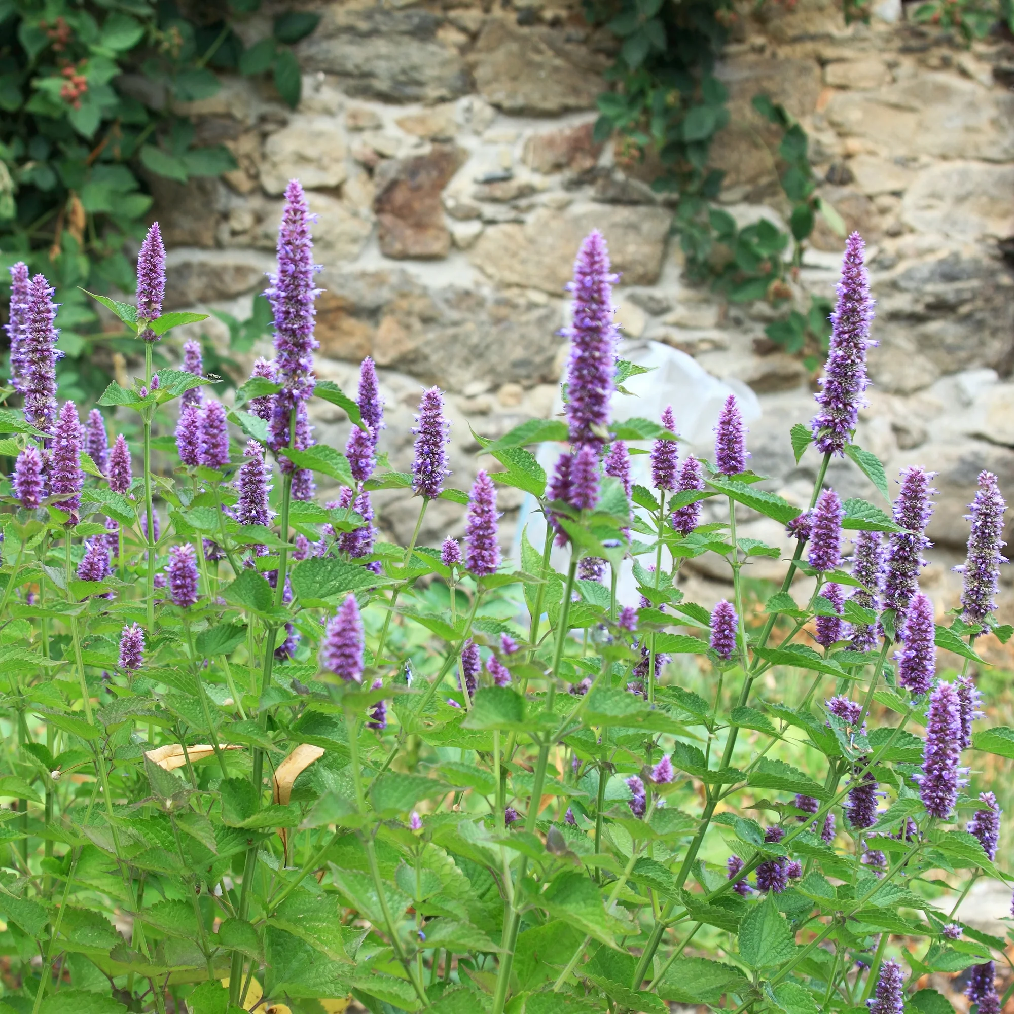 Dropplant - Image 3