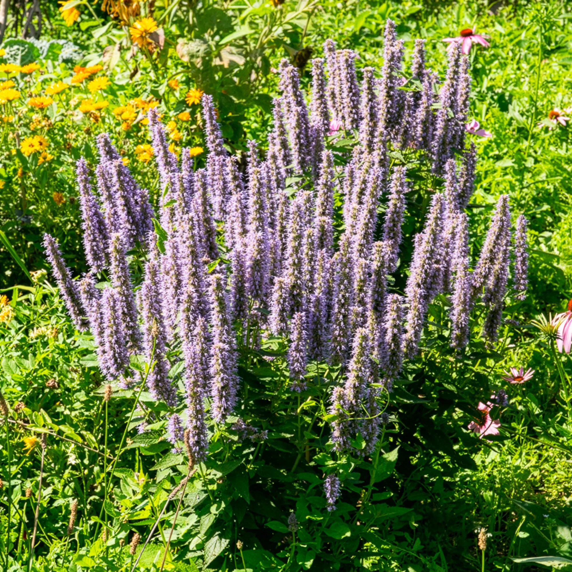 Dropplant - Image 4