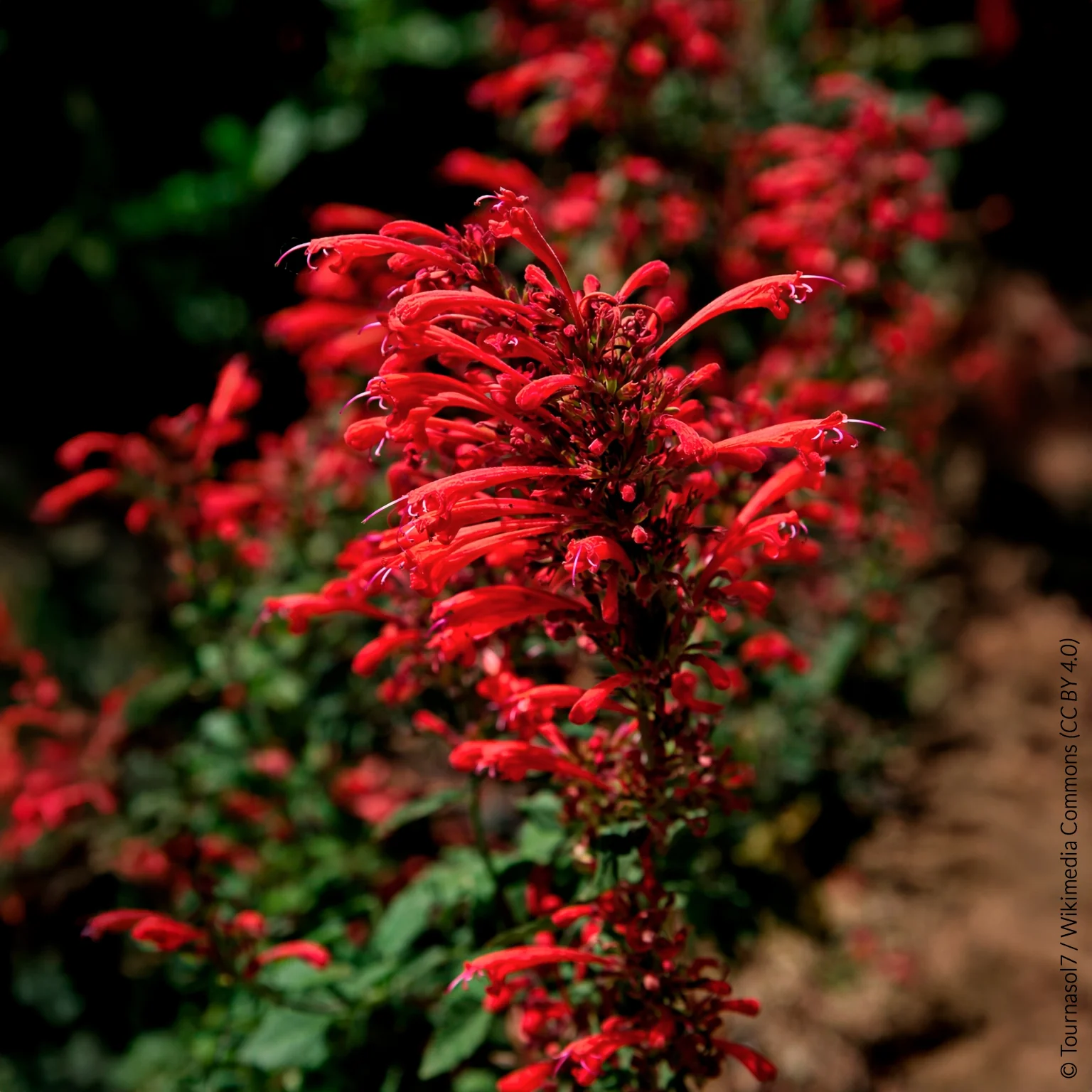 Dropplant Kudos Red
