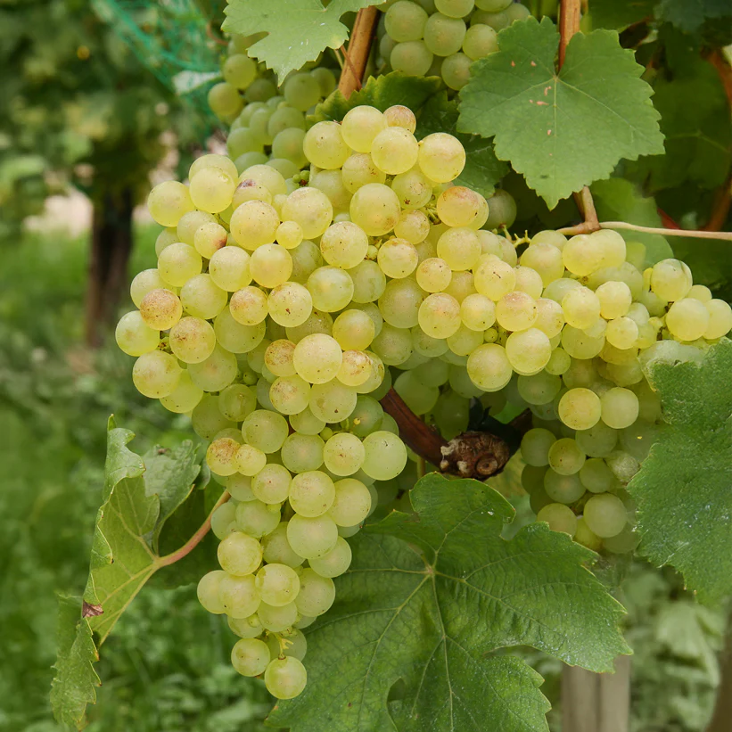 Druif 'Chasselas de Fontainebleau'