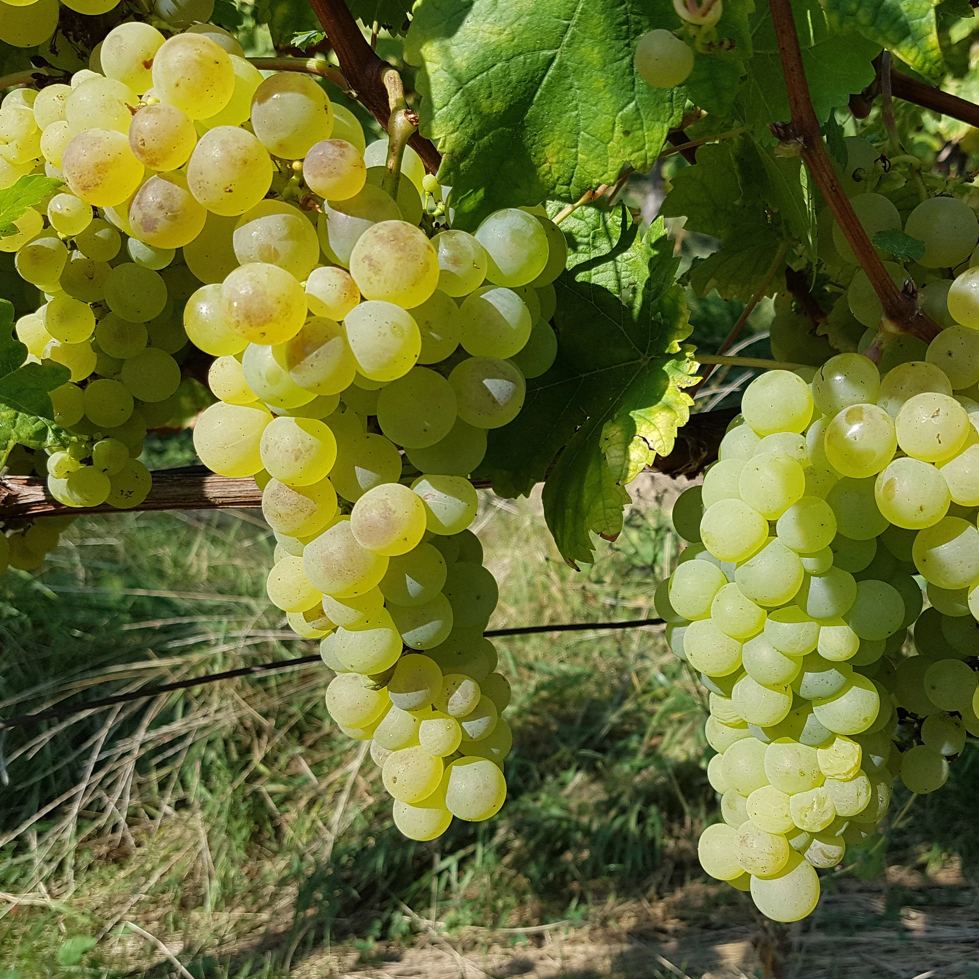 Druif 'Chasselas de Fontainebleau' - Image 2