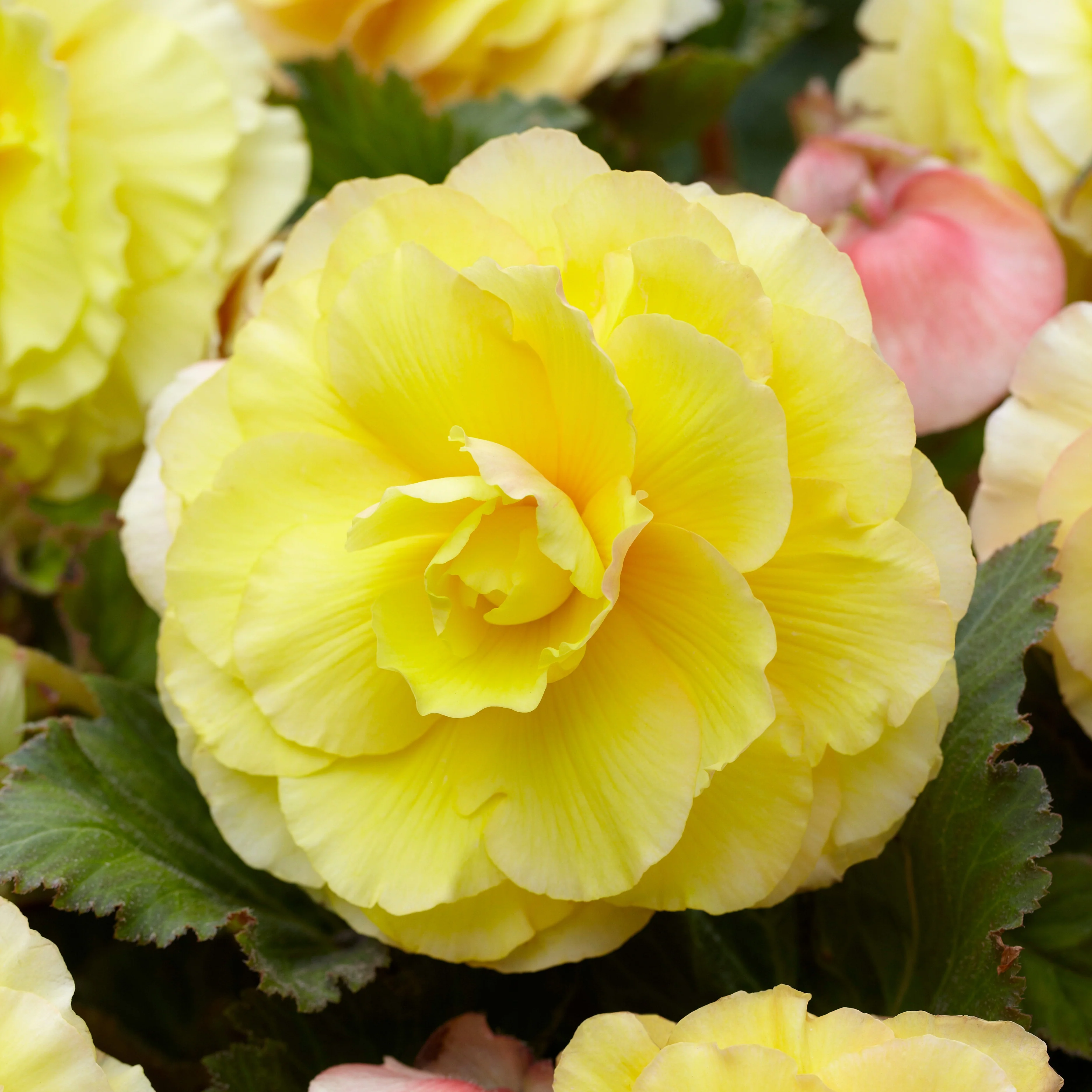 Dubbelbloemige begonia - geel (x5)