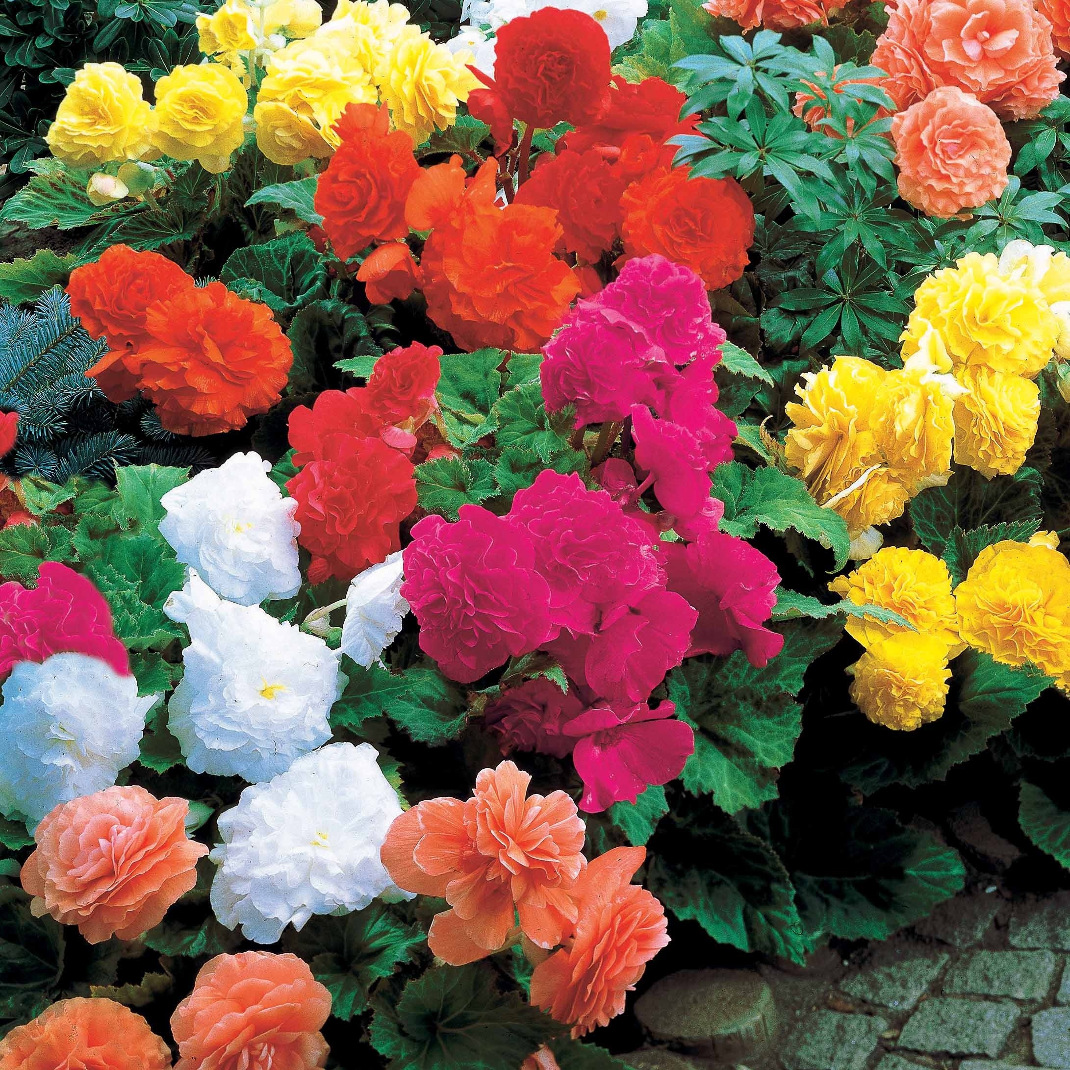 Dubbelbloemige begonia Mix