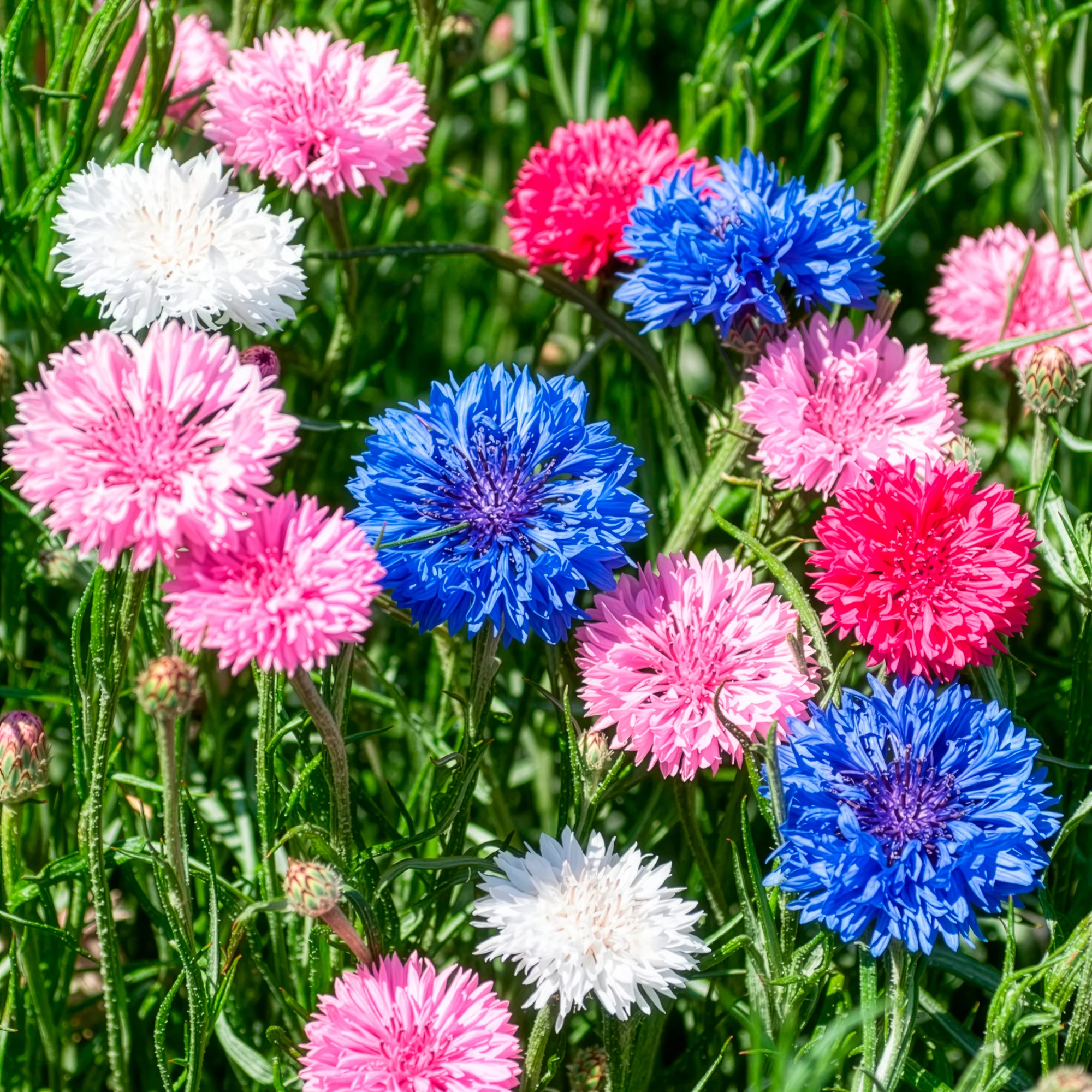 Dubbelbloemige korenbloem Mix